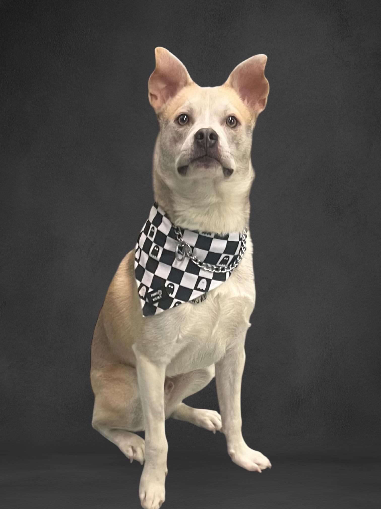 Enlarge Krypto, a Adoptable mixed breed in Anchorage, AK image 1/5