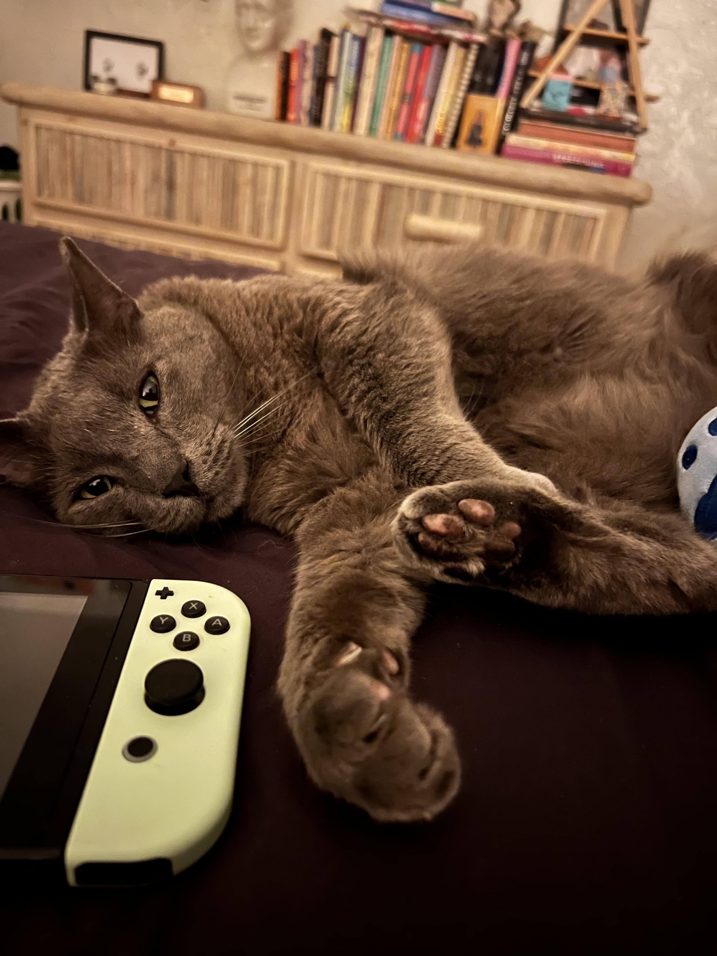 Mister Mateo , adopted, Adult Male Russian Blue.