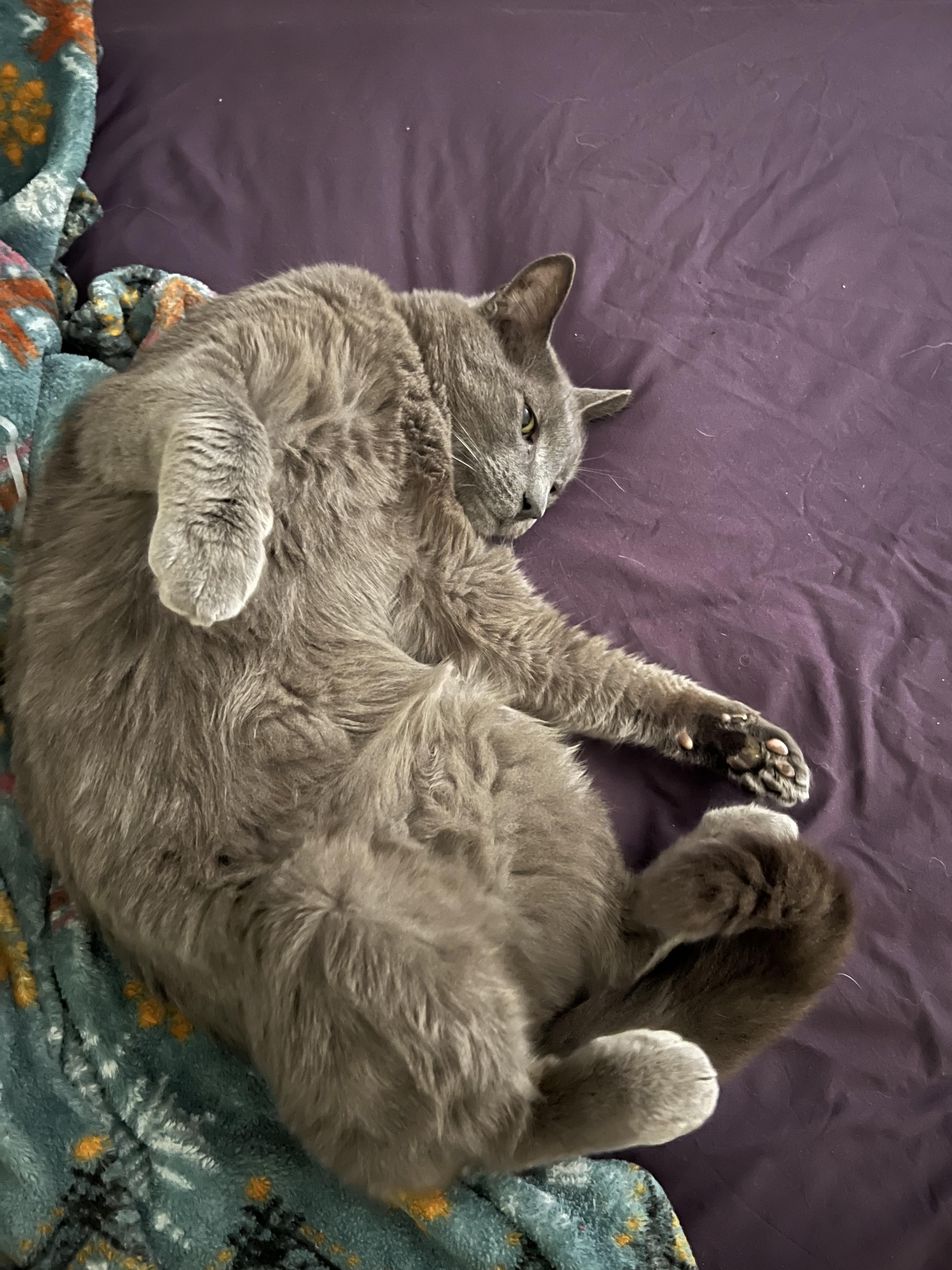 Enlarge Mister Mateo , an adopted Russian Blue in Phoenix, AZ image 2/4