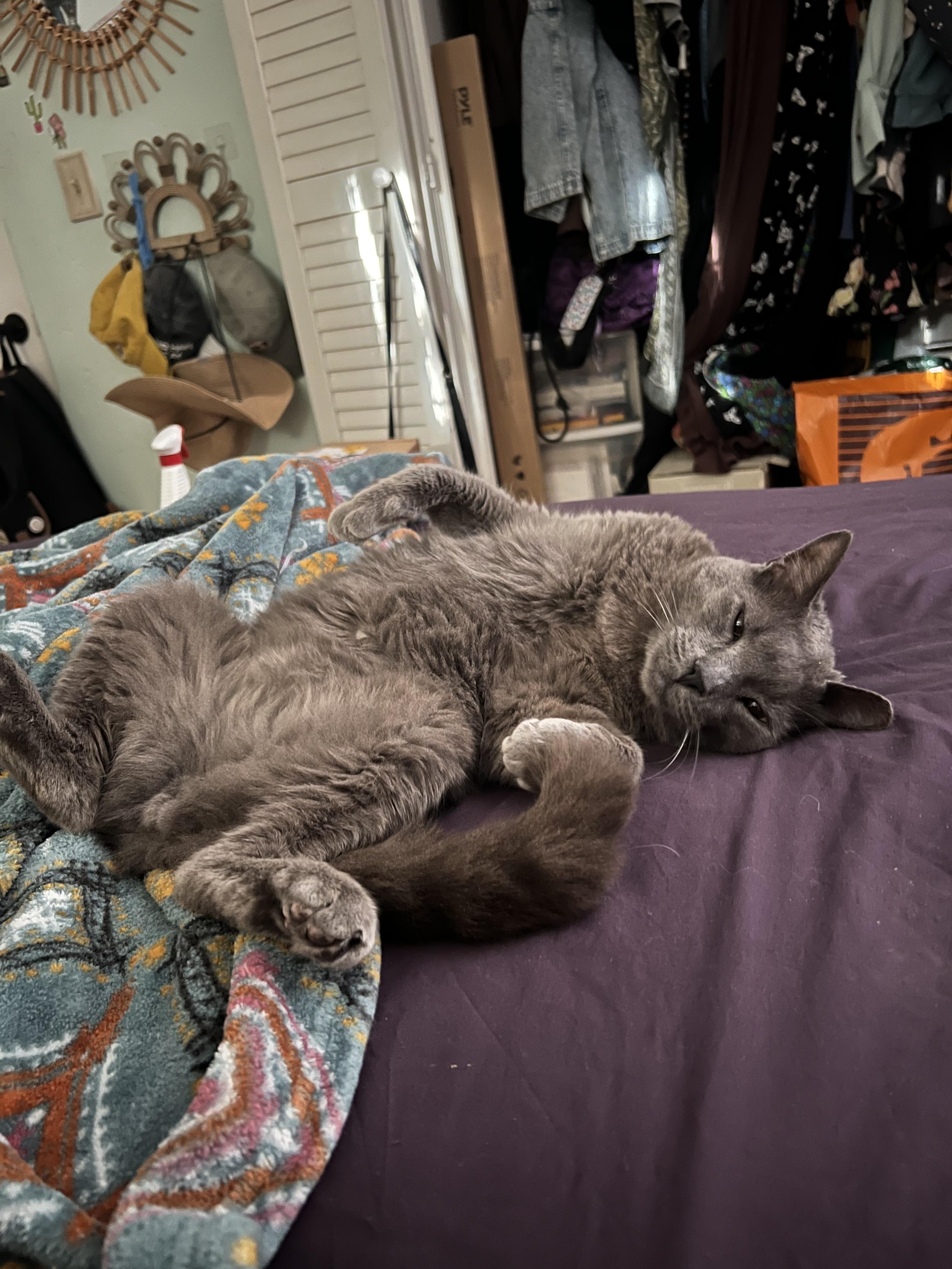 Enlarge Mister Mateo , an adopted Russian Blue in Phoenix, AZ image 4/4