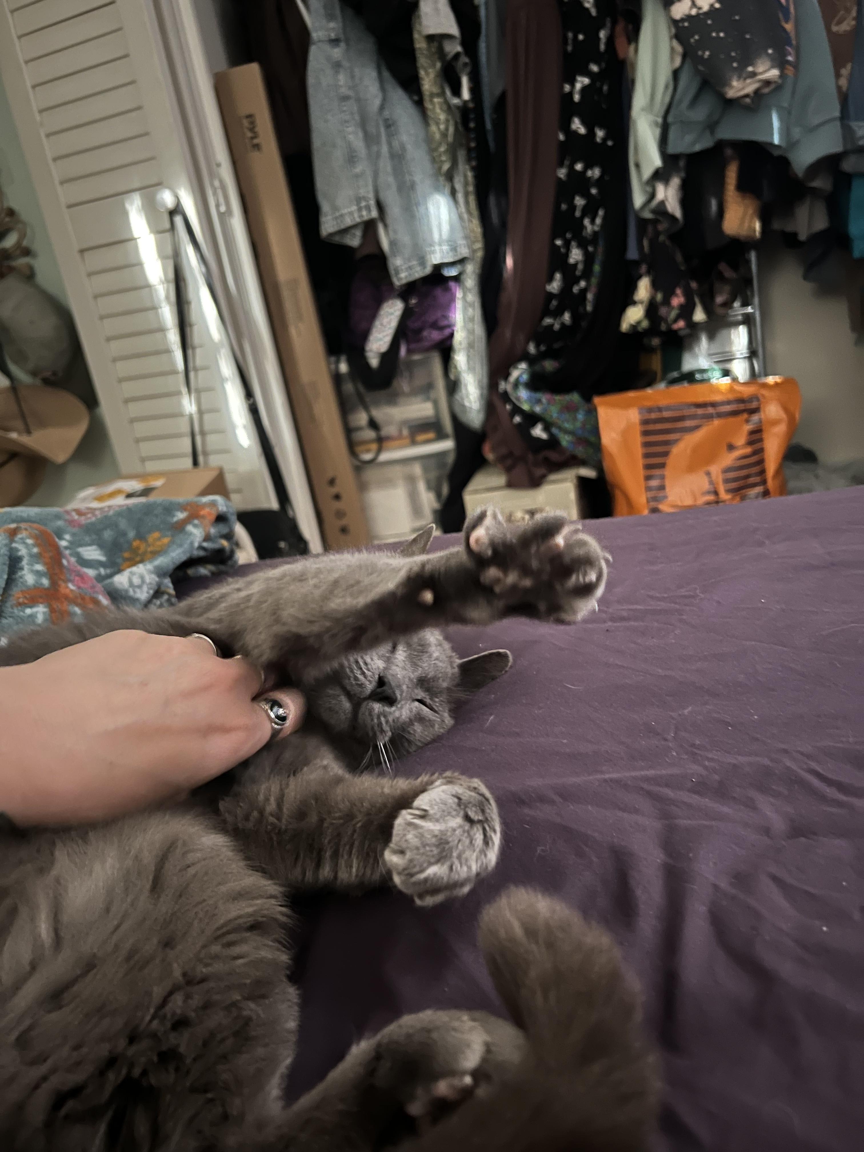 Enlarge Mister Mateo , an adopted Russian Blue in Phoenix, AZ image 3/4