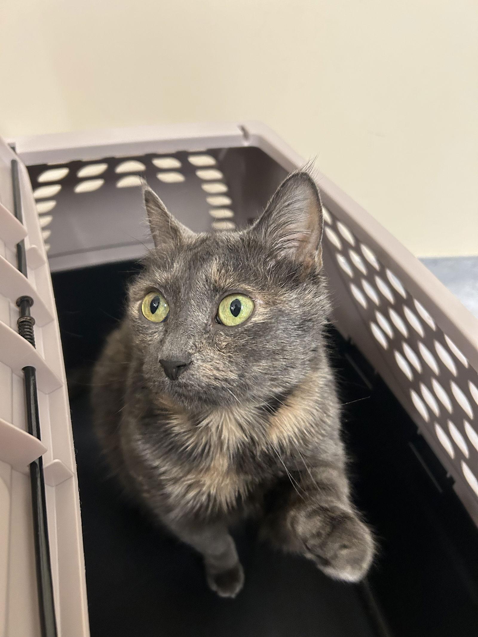 Lola, Adoptable, Adult Female Domestic Short Hair.