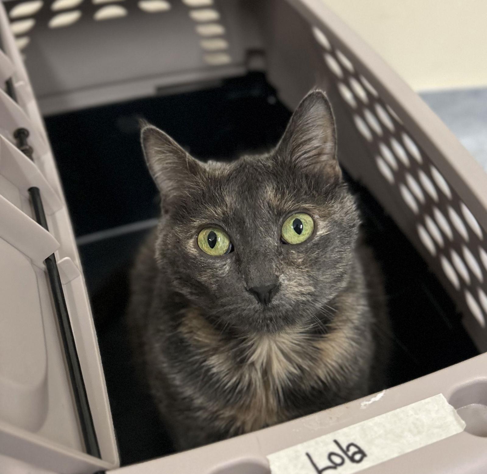 Enlarge Lola, a Adoptable Domestic Short Hair in Arlington, VT image 2/3