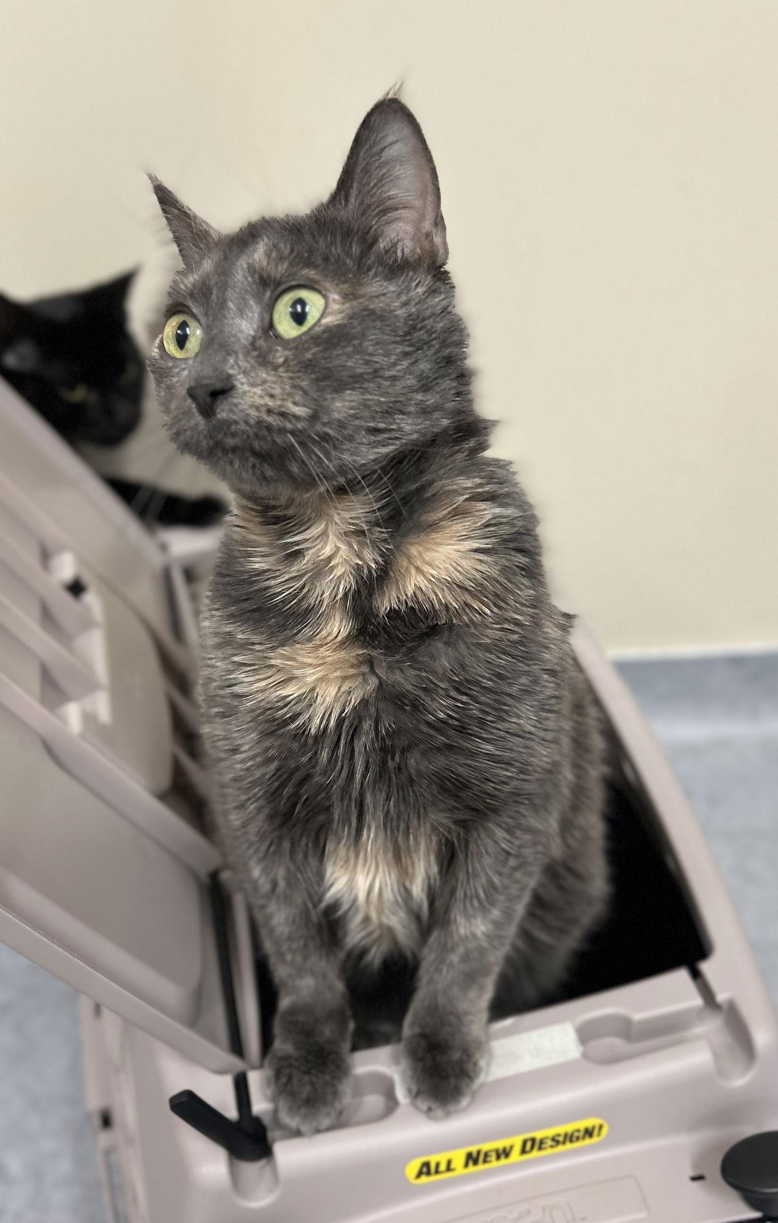 Enlarge Lola, a Adoptable Domestic Short Hair in Arlington, VT image 3/3