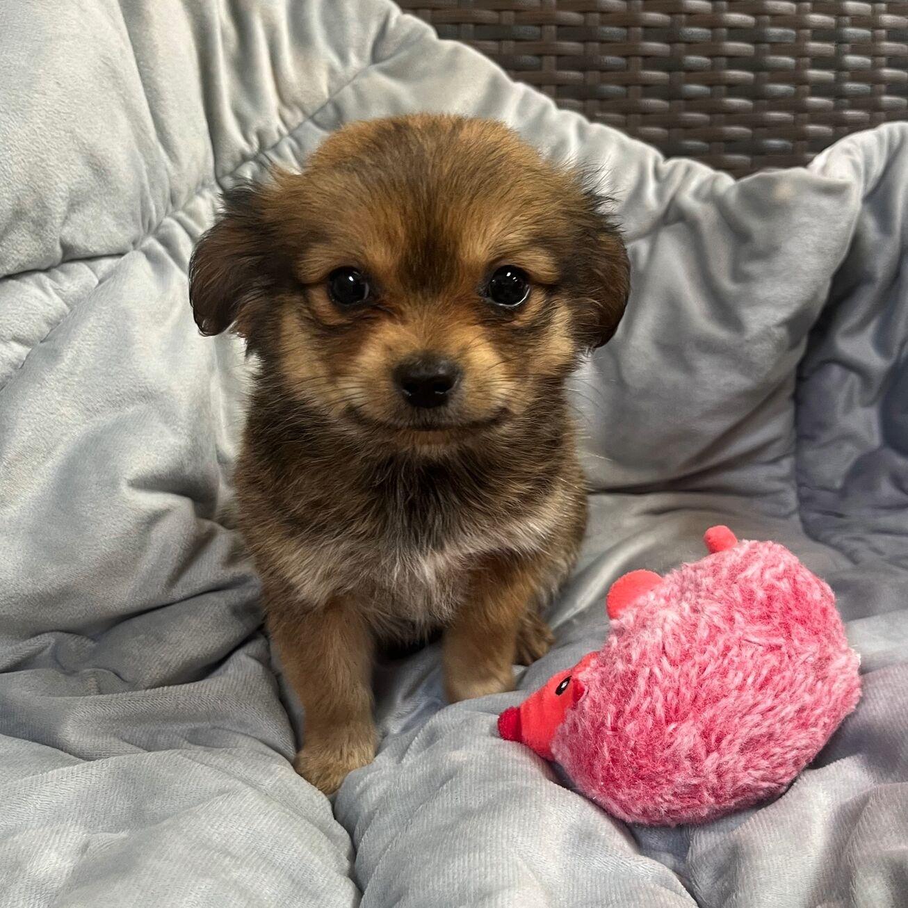 Nolan, adopted, Puppy Male Chihuahua.