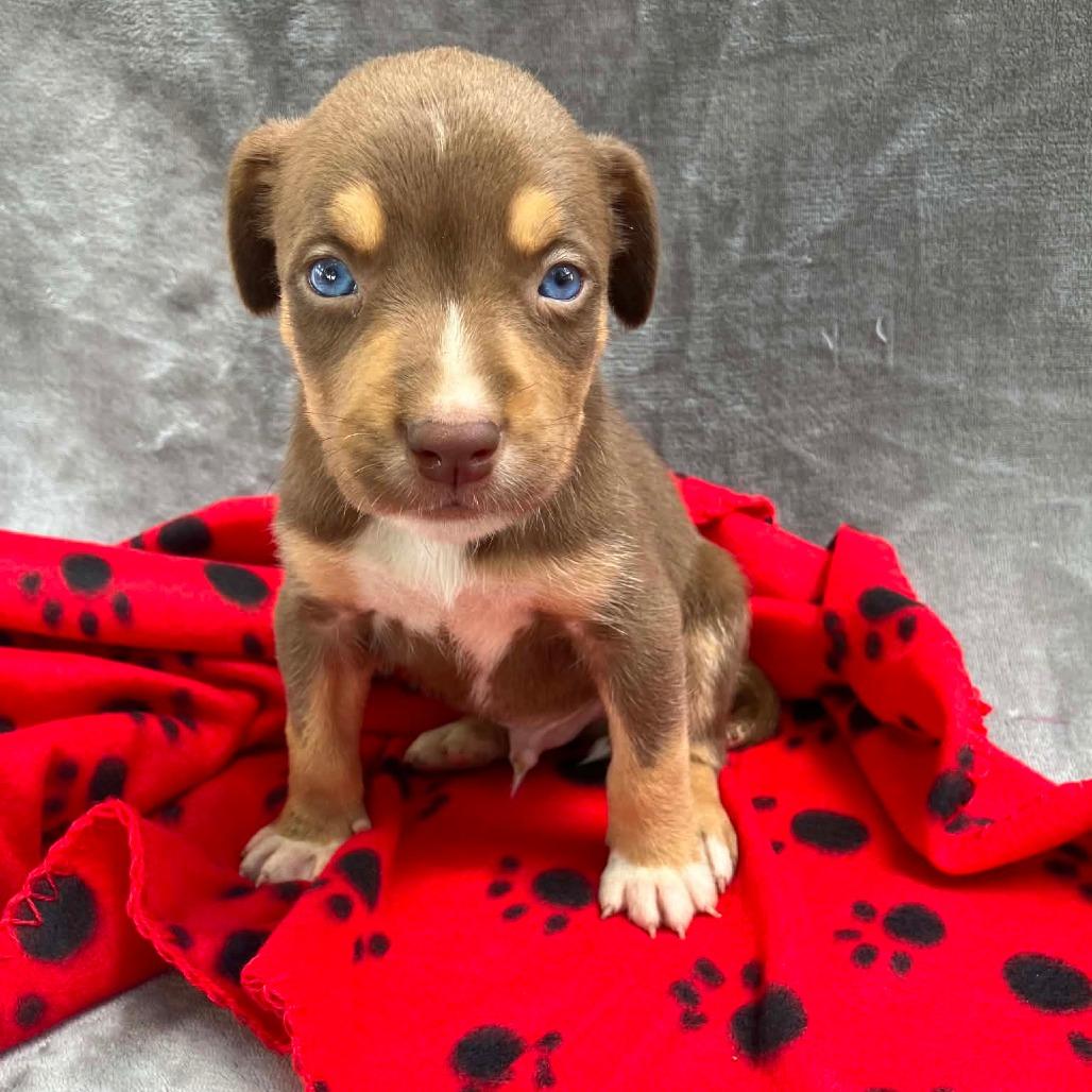 Enlarge Puppy B3, a Adoptable Mixed Breed in Pulaski, TN image 1/1
