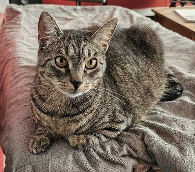 Sophie, an adoptable Domestic Short Hair in Peterborough, NH, 03458 | Photo Image 1