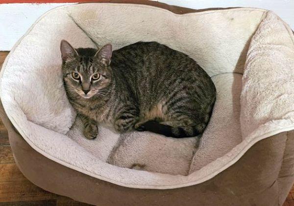 Sophie, an adoptable Domestic Short Hair in Peterborough, NH, 03458 | Photo Image 2