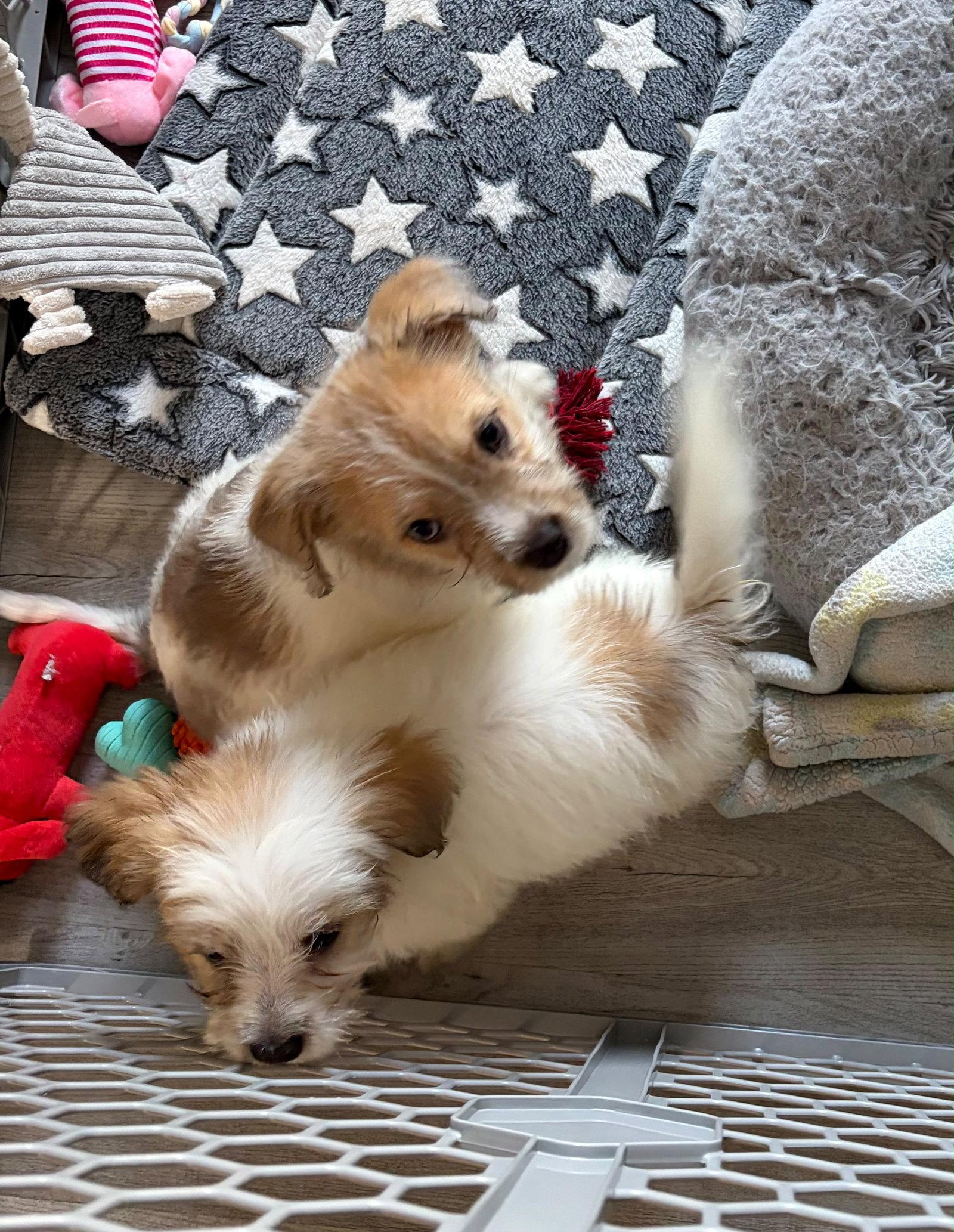 Enlarge Andie - The A litter, a Adoptable Cairn Terrier in Oakhurst, NJ image 2/3