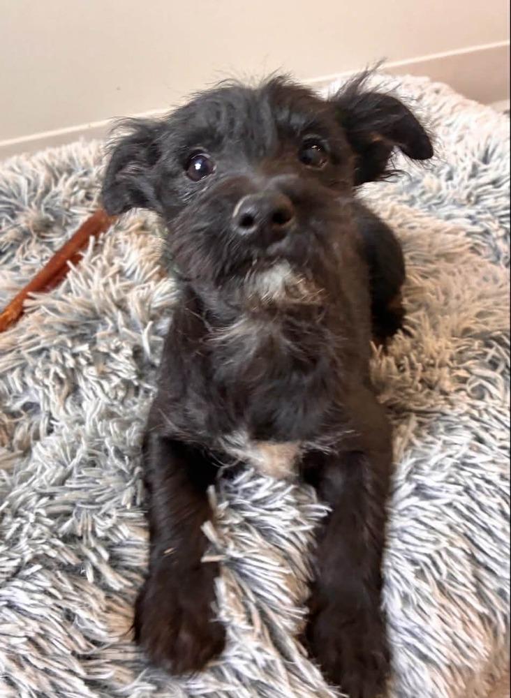 Enlarge Simay, a Adoptable mixed breed in Boulder, CO image 1/2