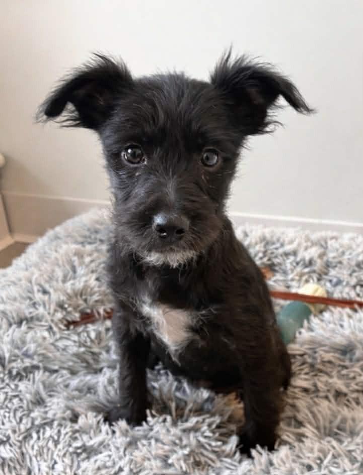 Enlarge Simay, a Adoptable mixed breed in Boulder, CO image 2/2