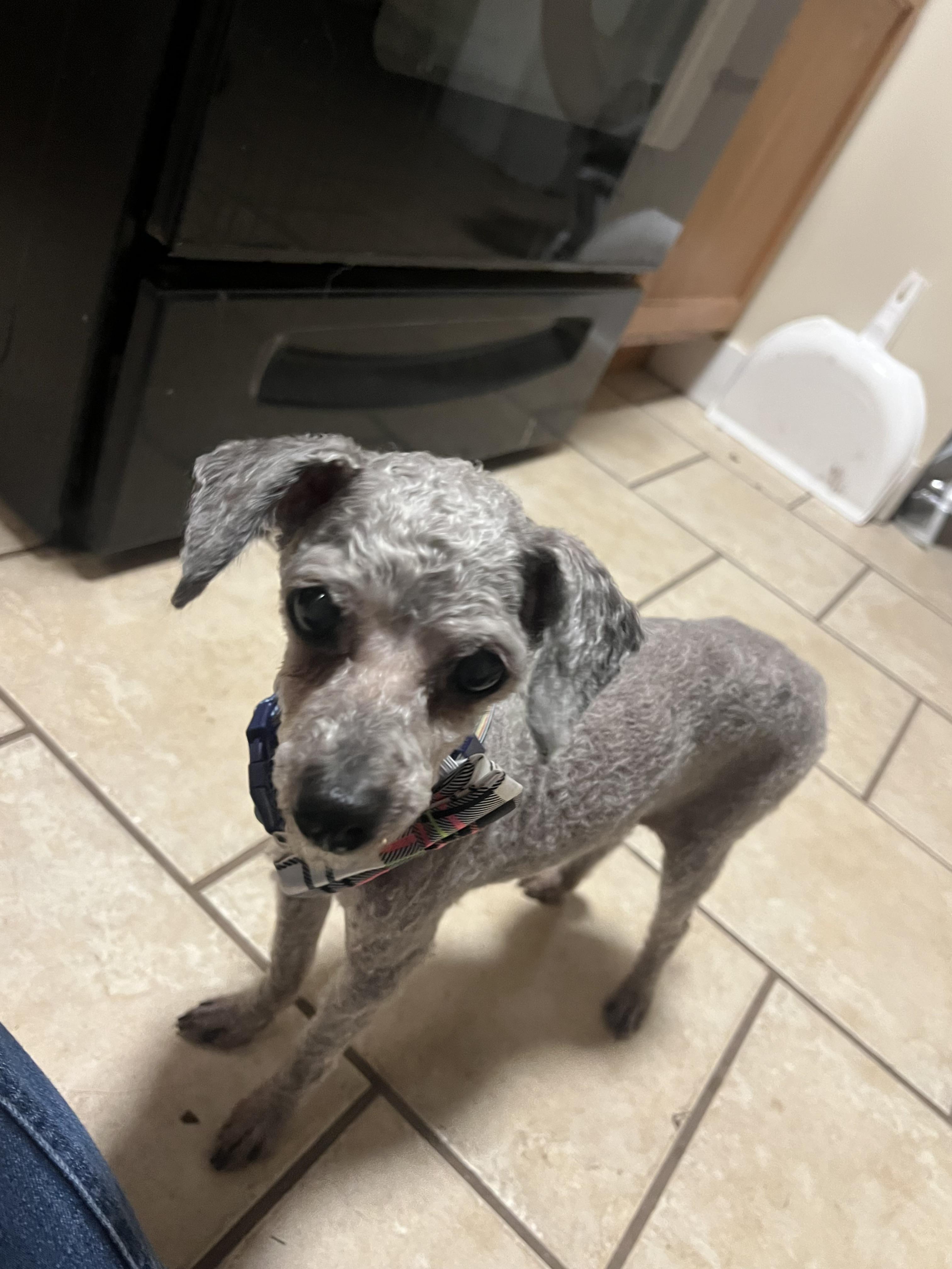 Pierre, an adopted Miniature Poodle in Roy, UT image 2/6