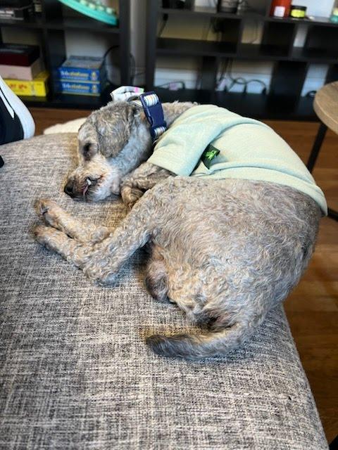 Pierre, an adopted Miniature Poodle in Roy, UT image 3/6