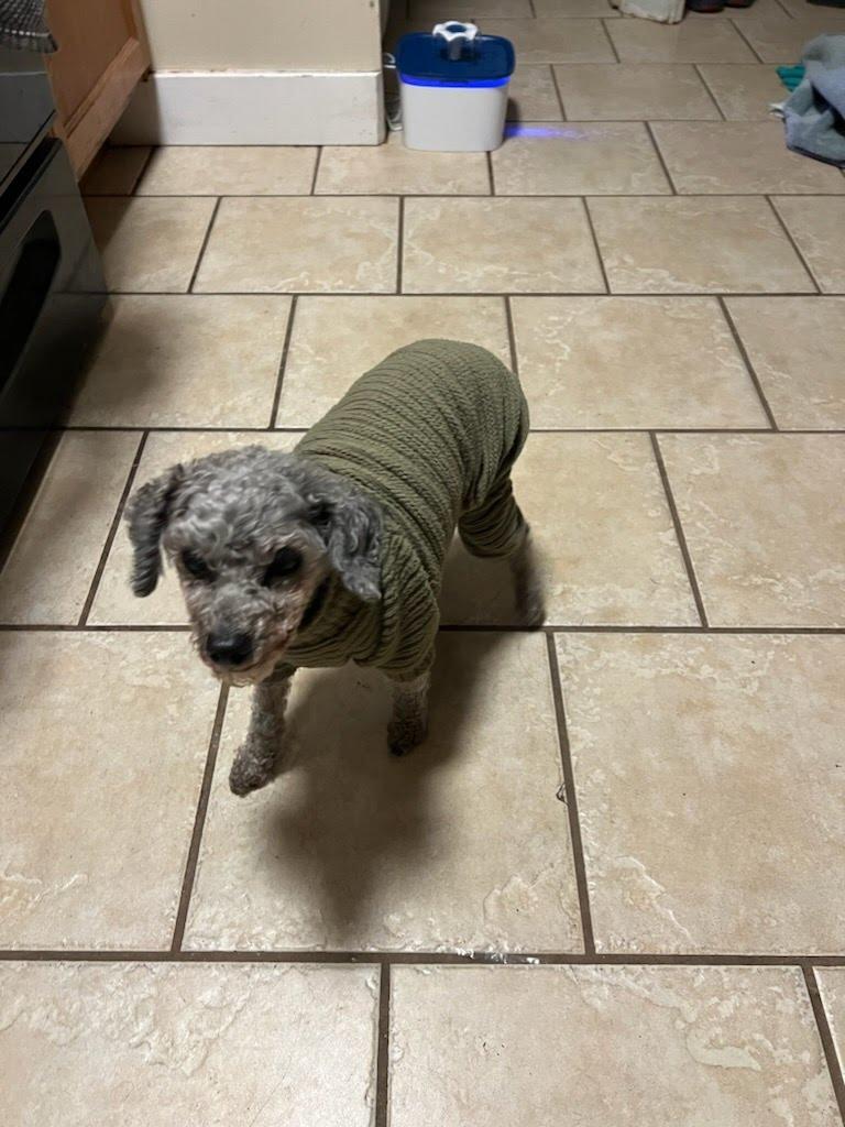 Pierre, an adopted Miniature Poodle in Roy, UT image 5/6