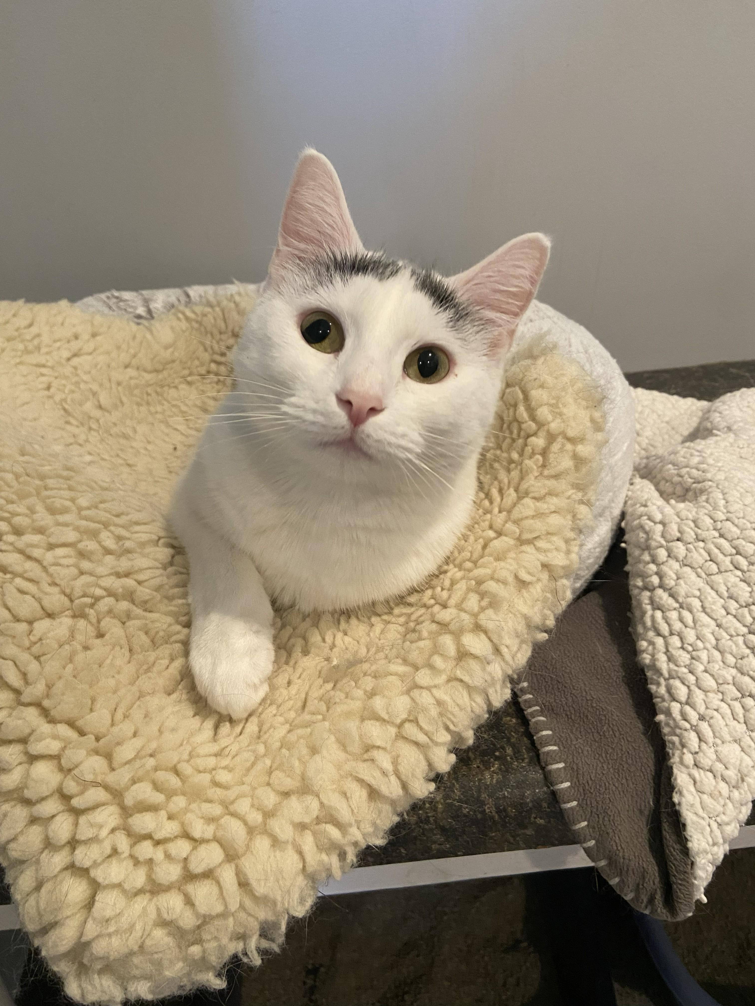 Lilly, adopted, Adult Female Domestic Short Hair.