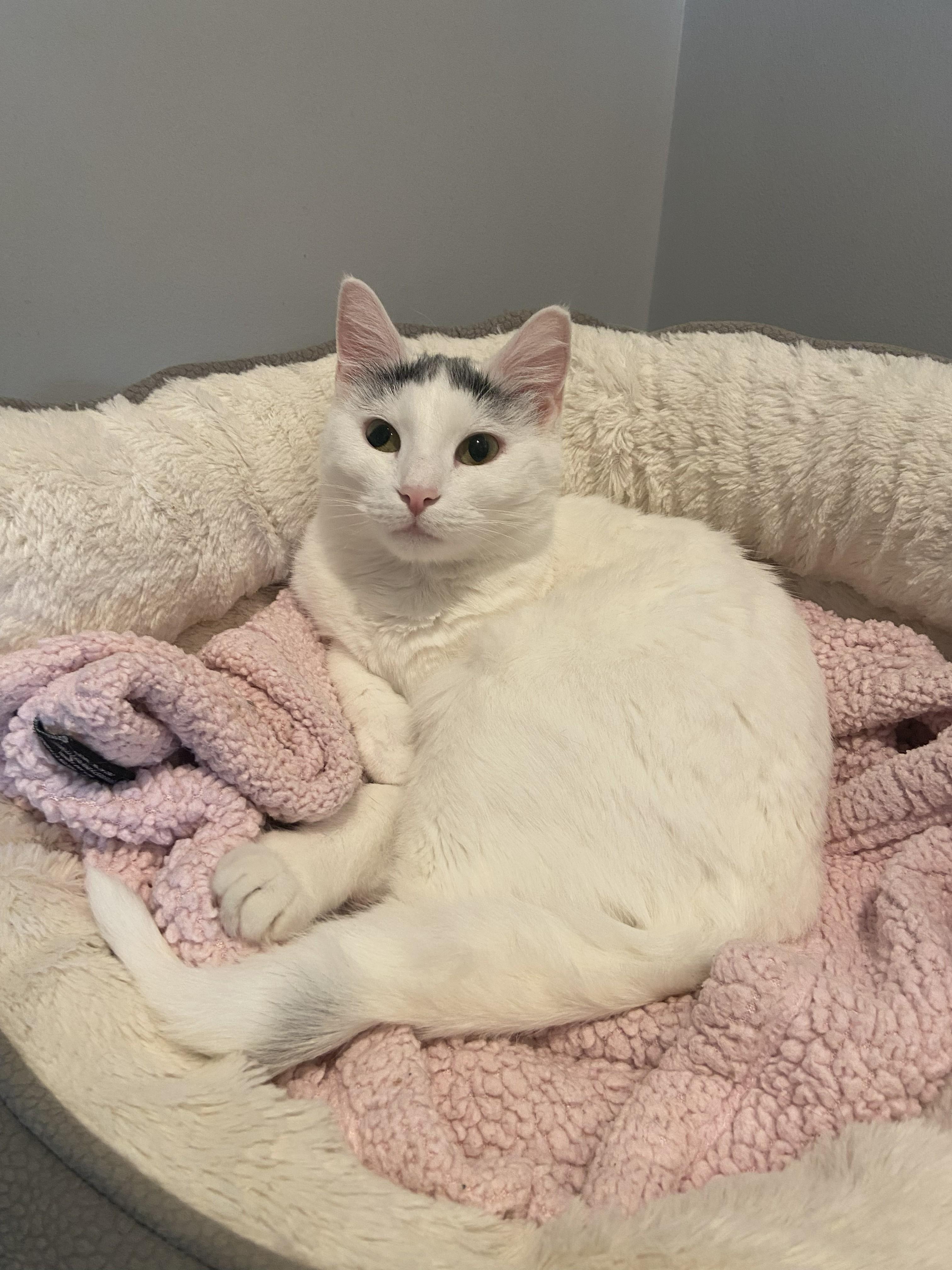 Lilly, an adopted Domestic Short Hair in Lincoln, NE image 2/3