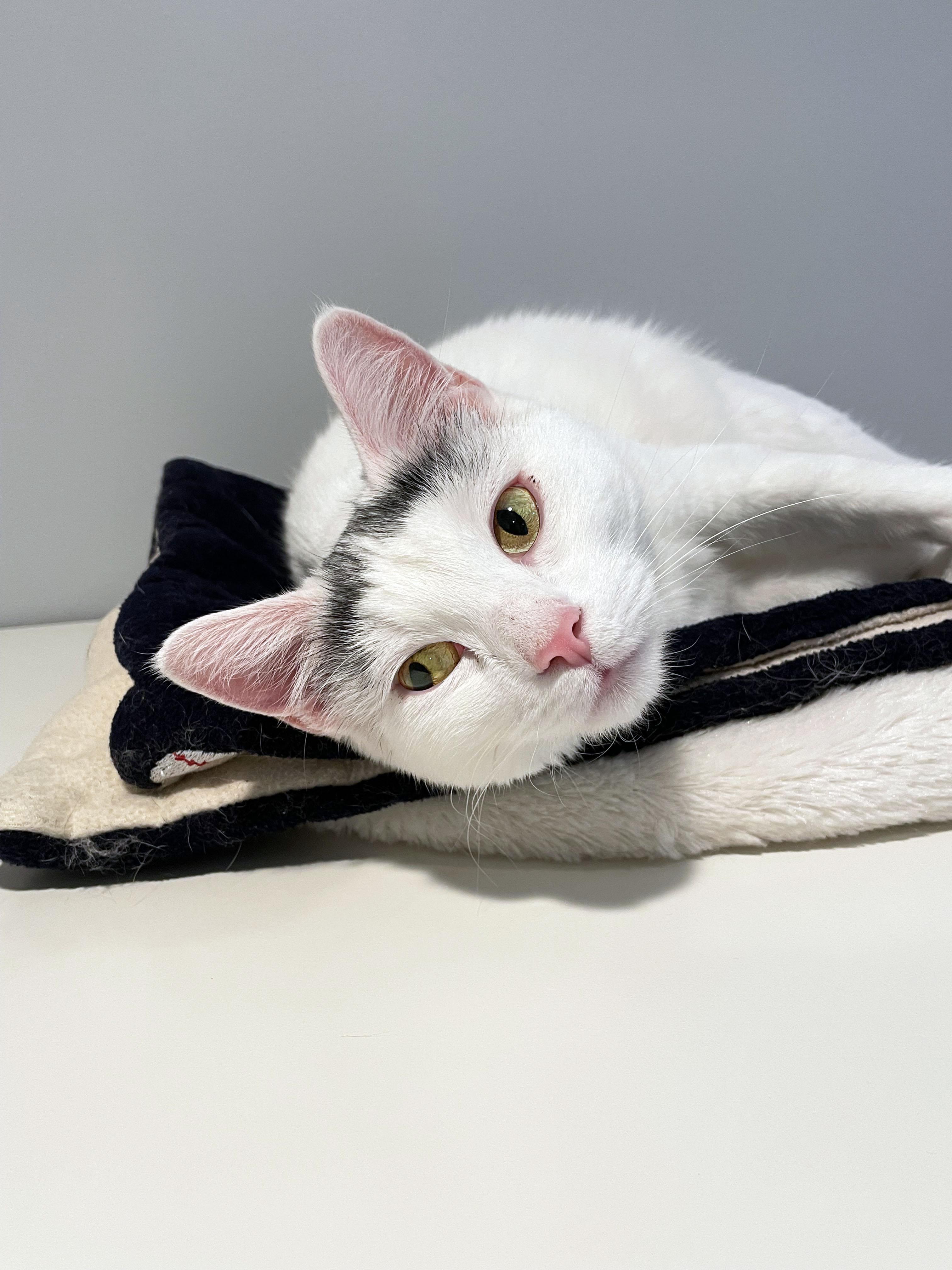 Lilly, an adopted Domestic Short Hair in Lincoln, NE image 3/3