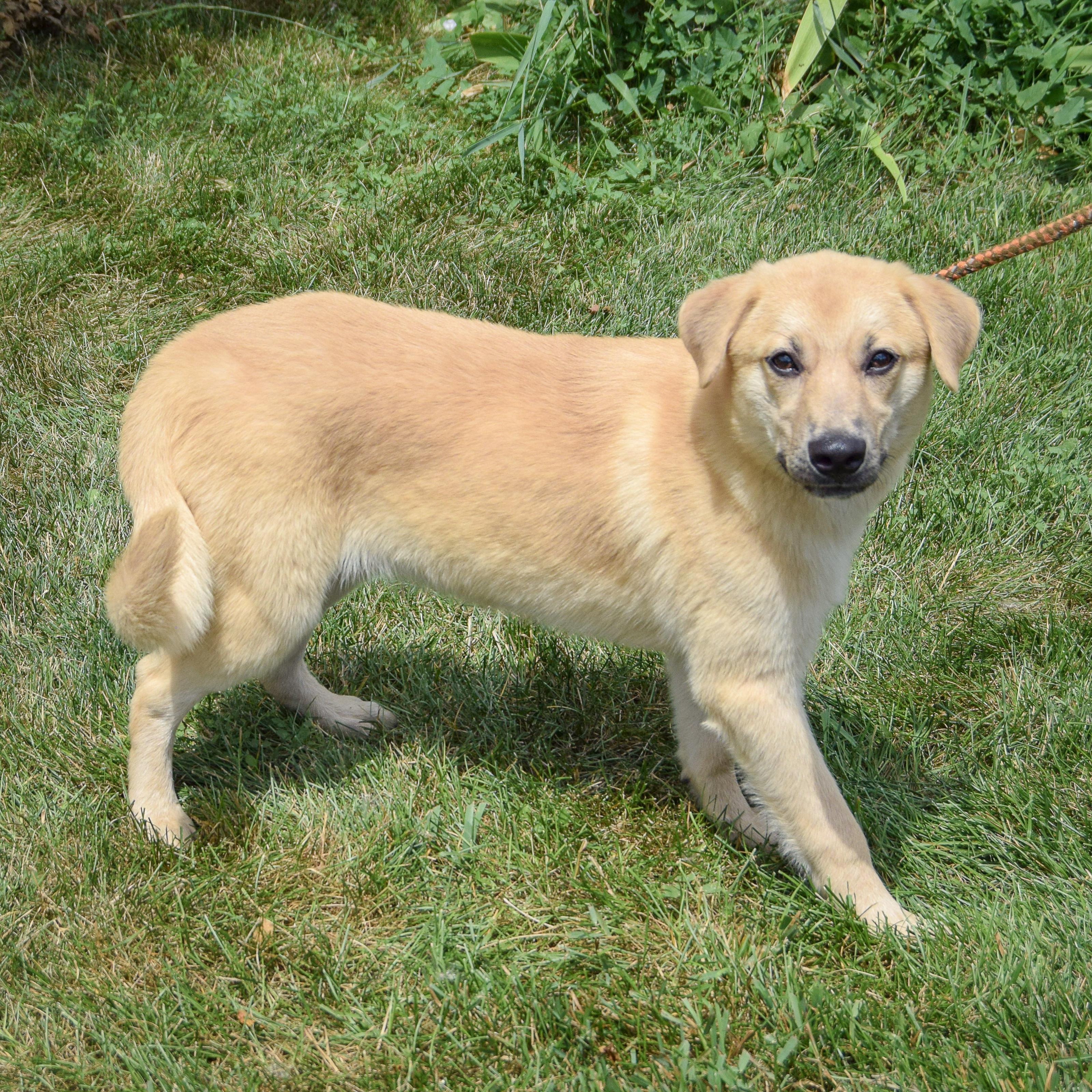 Vanilla, an adopted mixed breed in Huntley, IL image 5/5