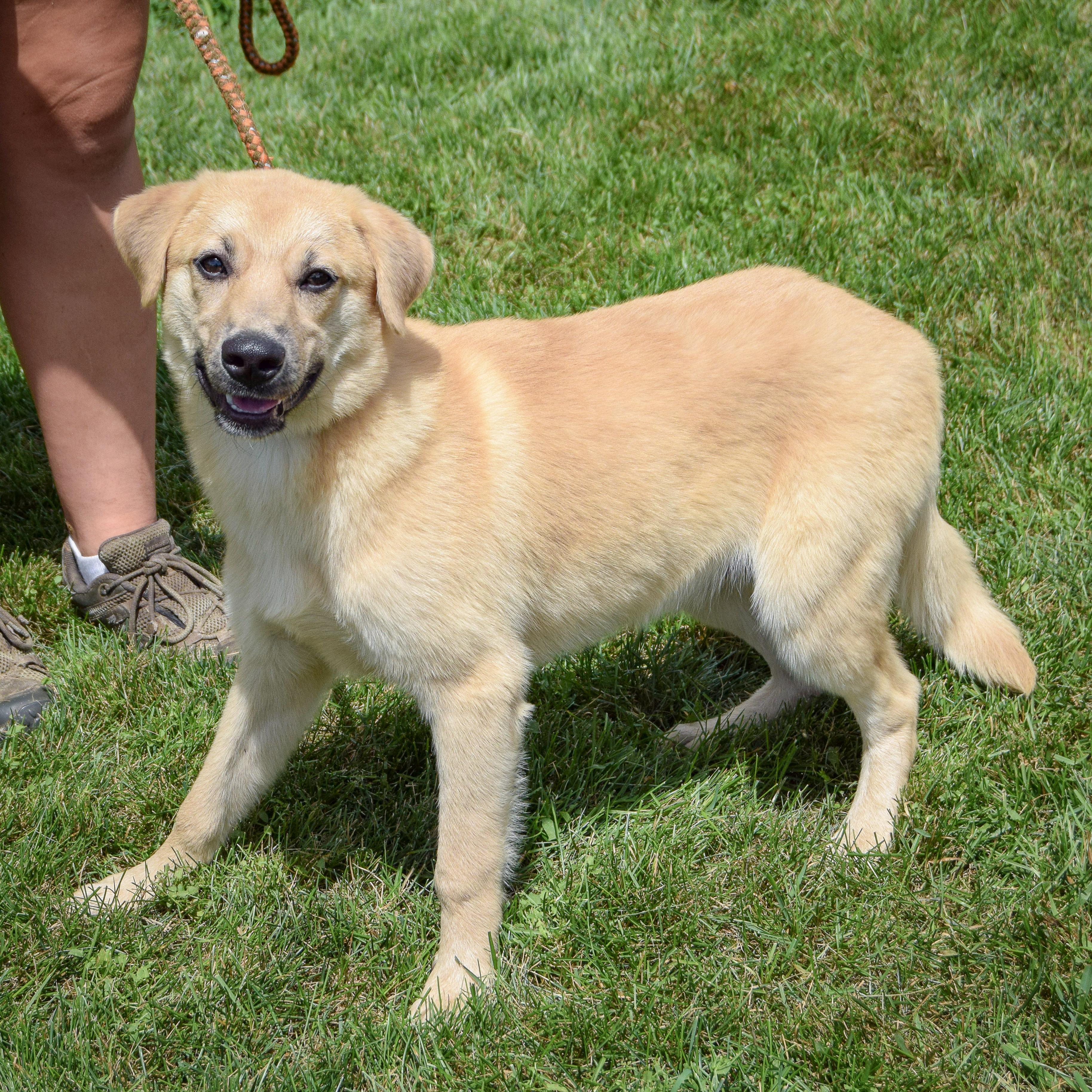 Vanilla, an adopted mixed breed in Huntley, IL image 2/5