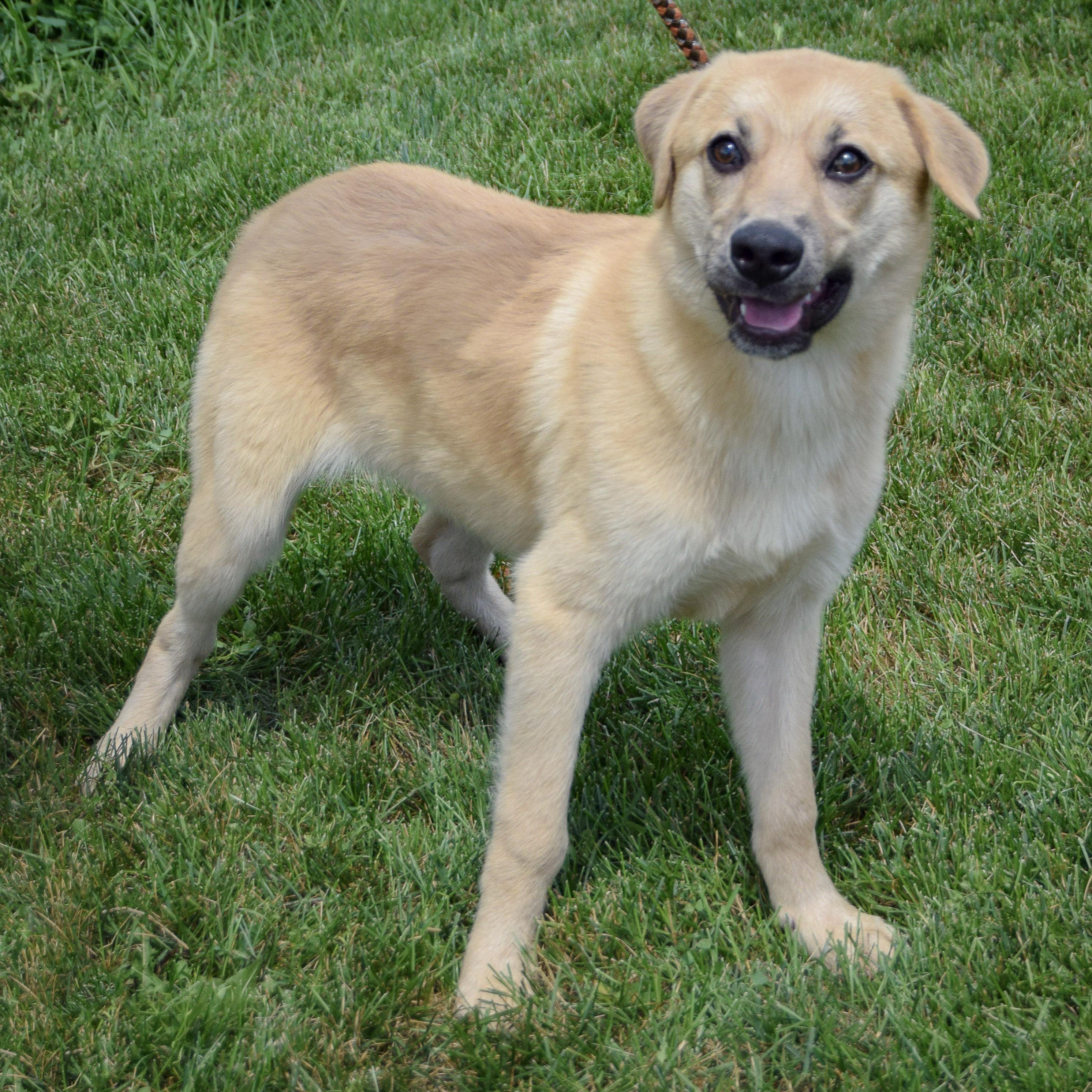 Vanilla, an adopted mixed breed in Huntley, IL image 3/5