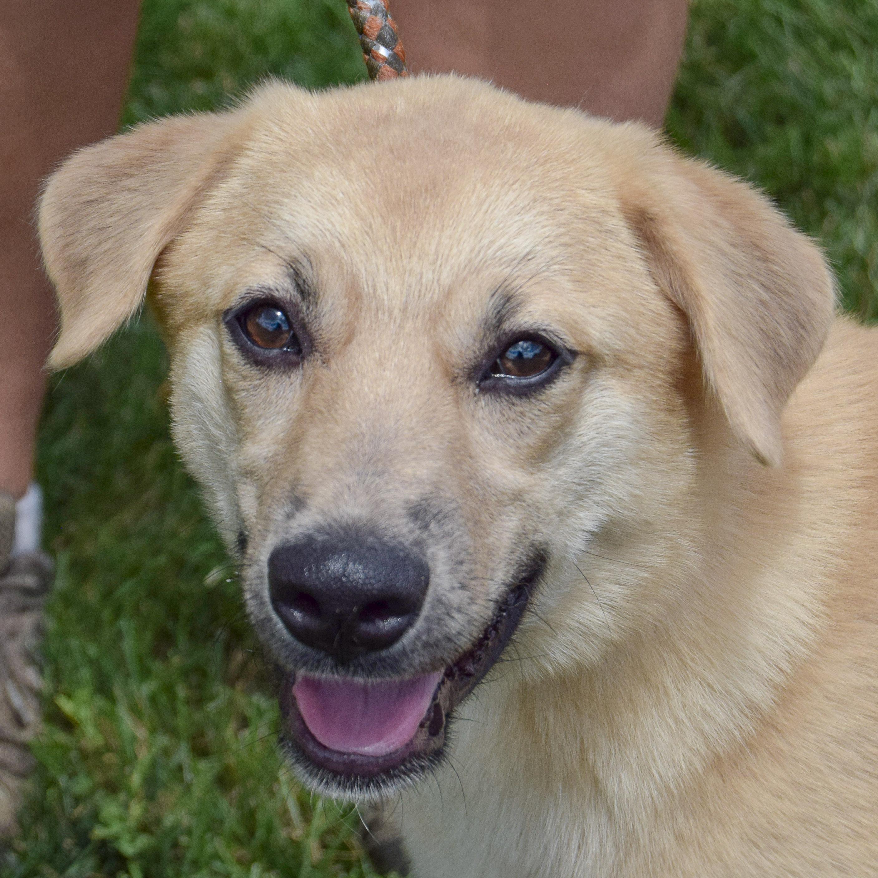 Vanilla, adopted, Puppy Male Golden Retriever & Anatolian Shepherd.