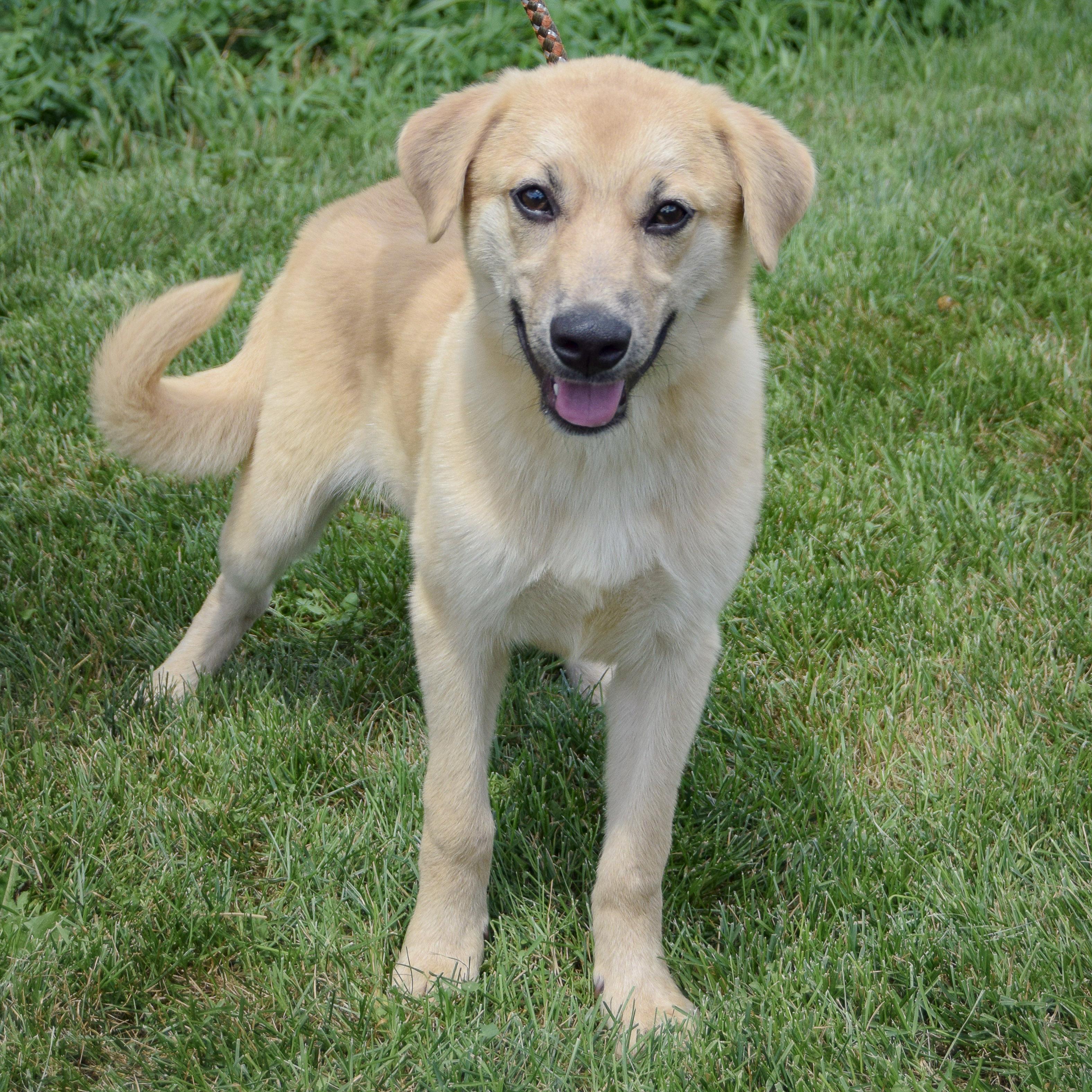 Vanilla, an adopted mixed breed in Huntley, IL image 4/5