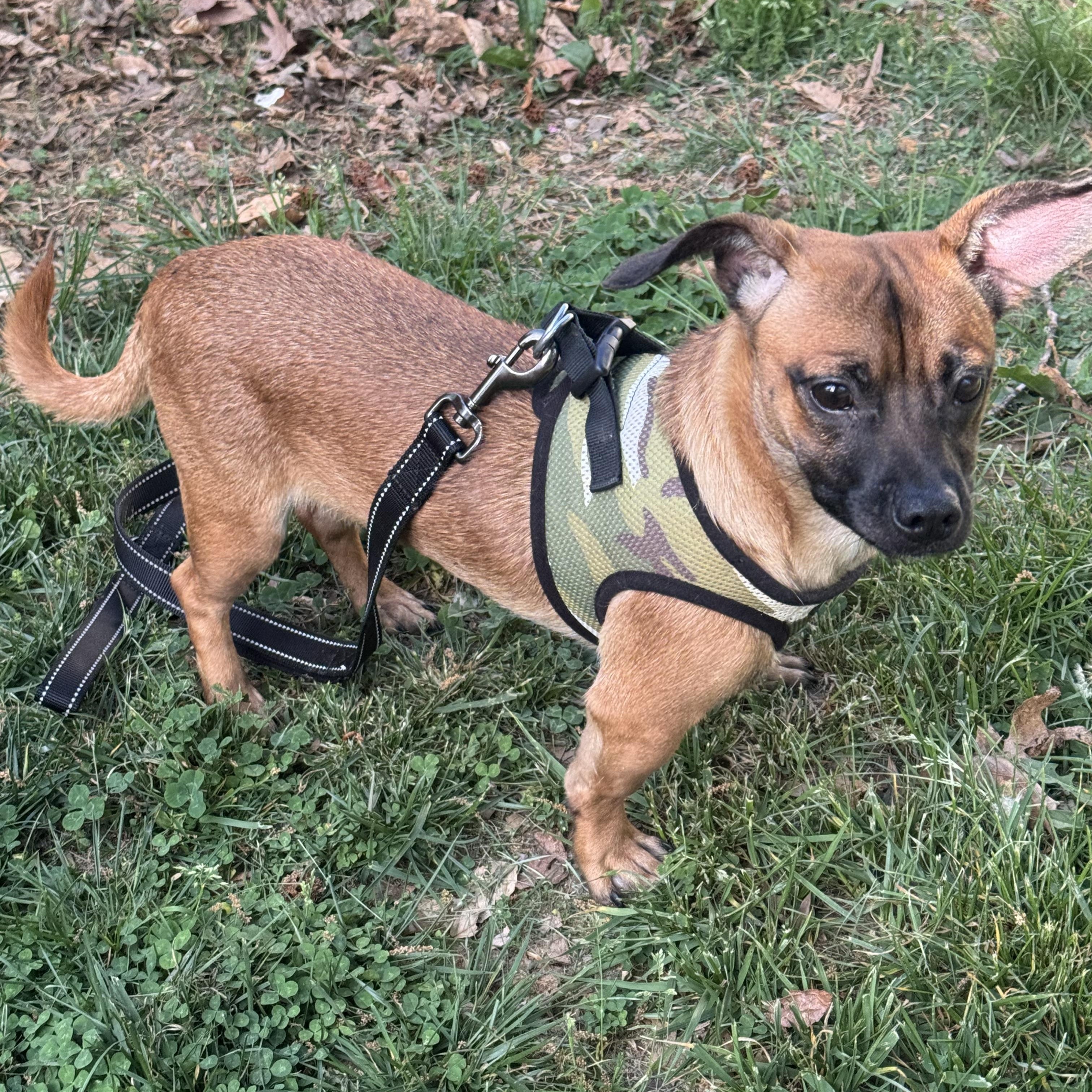 Enlarge Gordo , a ADOPTABLE mixed breed in Fredericksburg, VA image 2/3