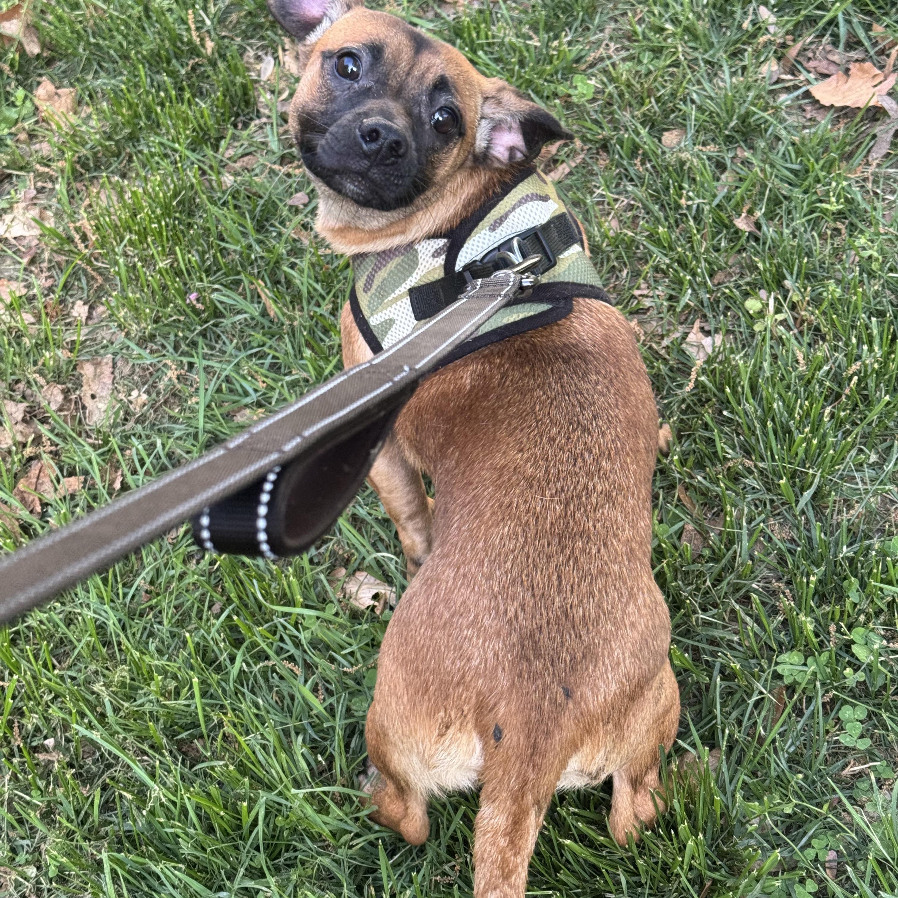 Enlarge Gordo , a ADOPTABLE mixed breed in Fredericksburg, VA image 3/3