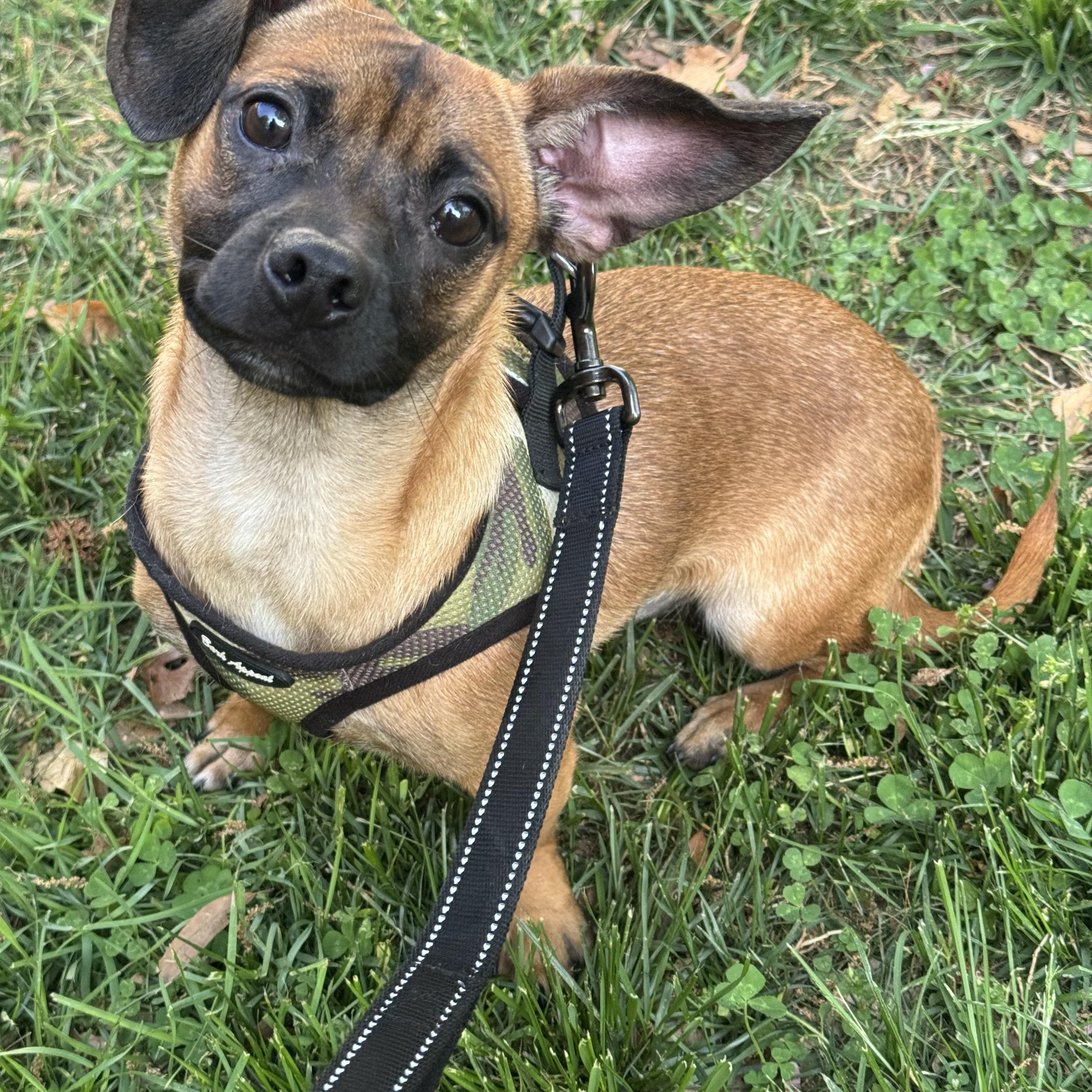 Enlarge Gordo , a ADOPTABLE mixed breed in Fredericksburg, VA image 1/3