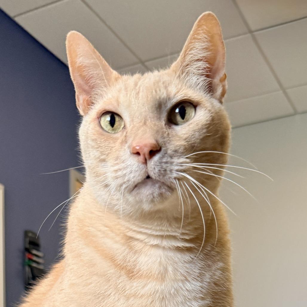 Adam Cat, Adoptable, Senior Male Domestic Short Hair & Mixed Breed.