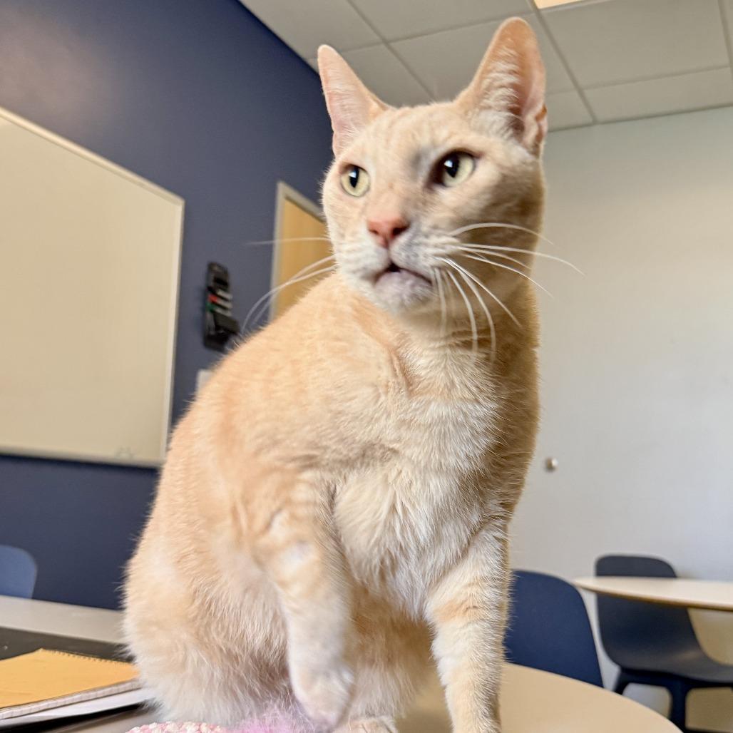 Enlarge Adam Cat, a Adoptable mixed breed in Palm Springs, CA image 2/4