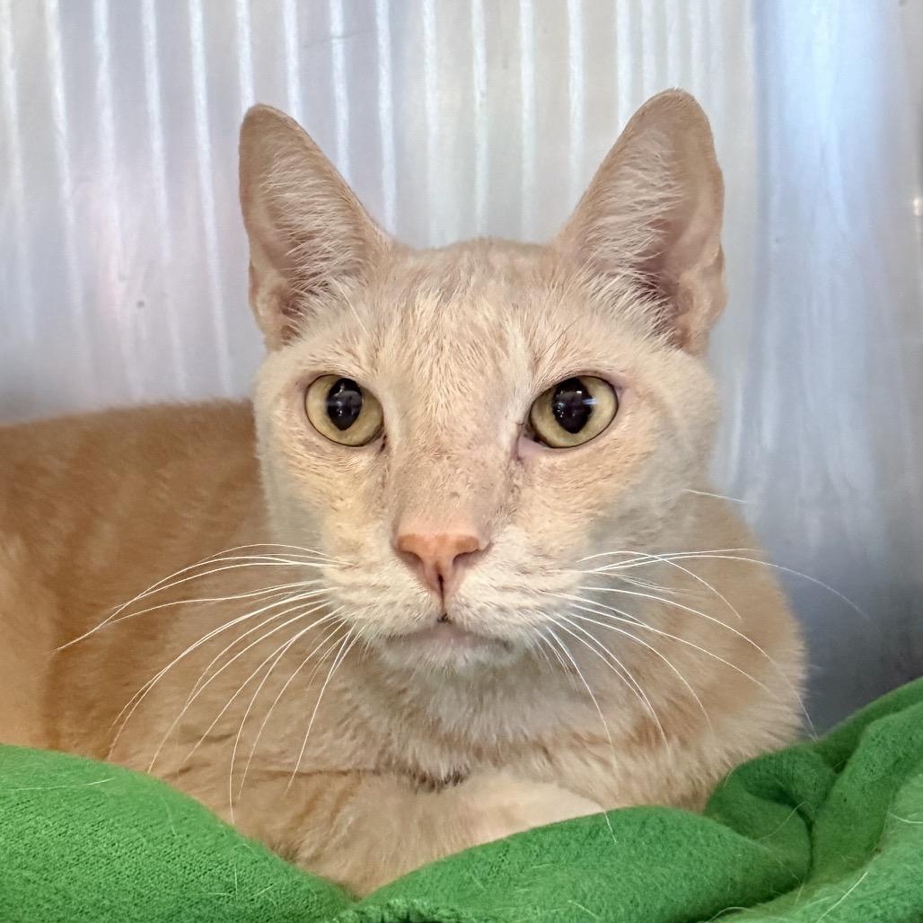 Enlarge Adam Cat, a Adoptable mixed breed in Palm Springs, CA image 1/2