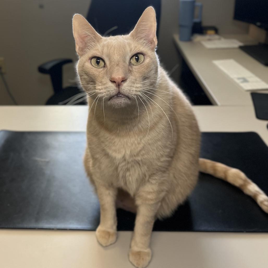 Enlarge Adam Cat, a Adoptable mixed breed in Palm Springs, CA image 3/4