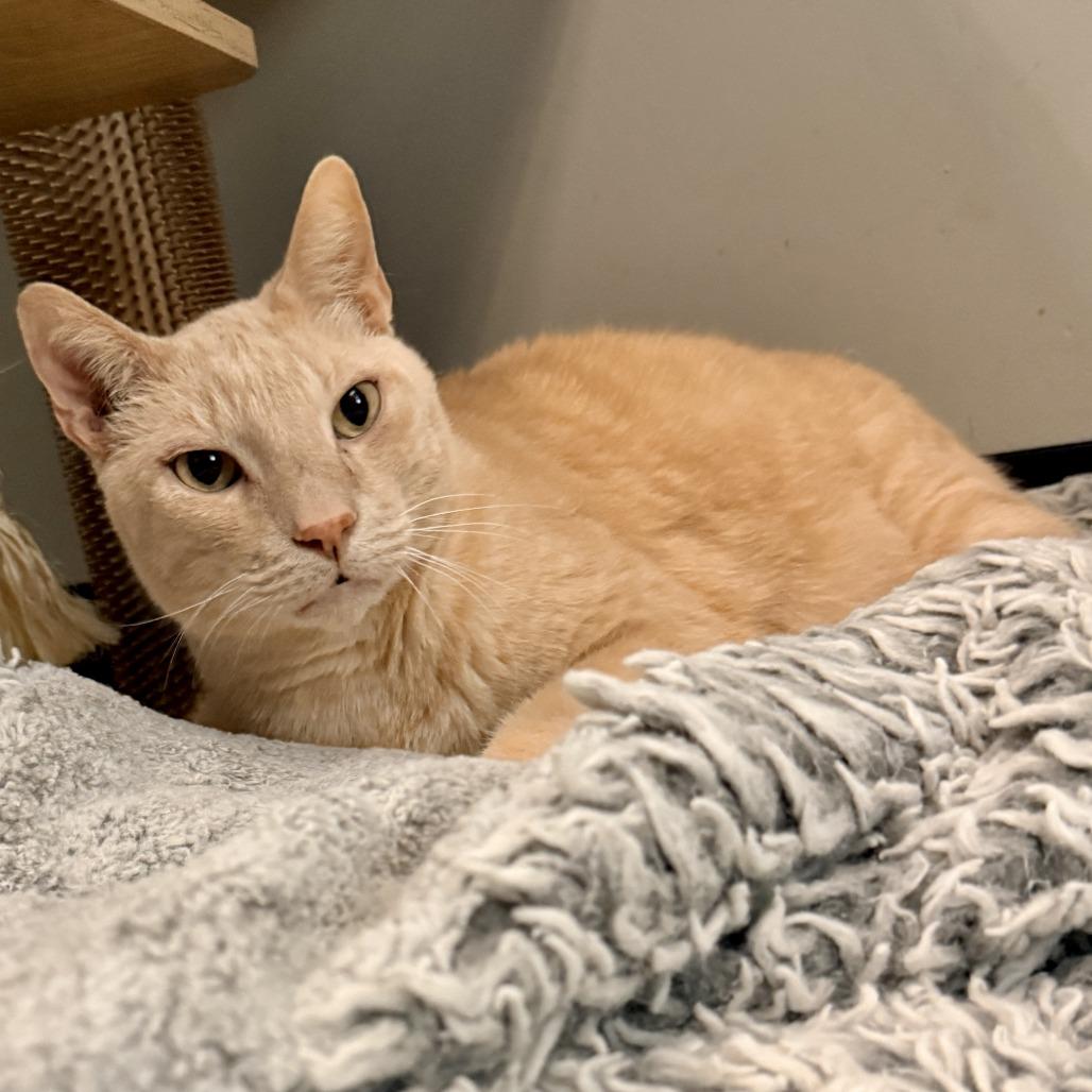 Enlarge Adam Cat, a Adoptable mixed breed in Palm Springs, CA image 4/4