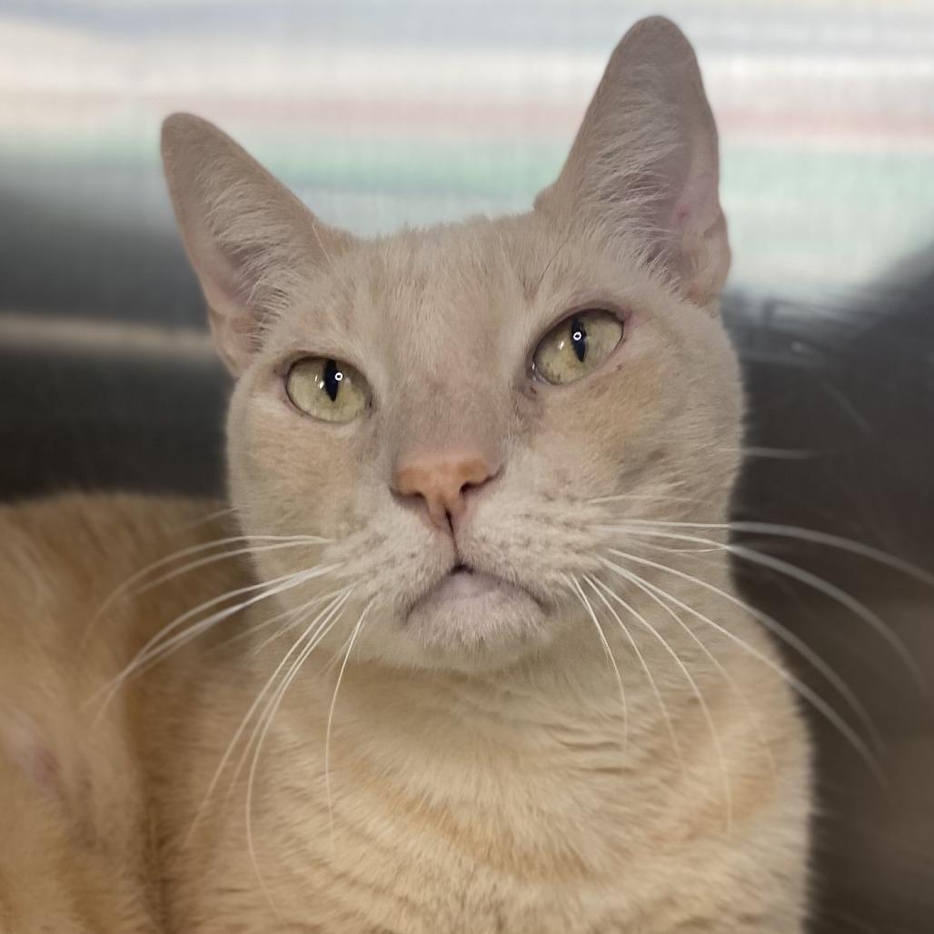 Enlarge Adam Cat, a Adoptable mixed breed in Palm Springs, CA image 2/2