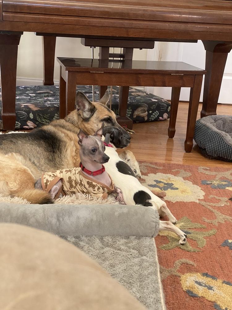 Enlarge Otter, a Adoptable Chinese Crested Dog in Hartwell, GA image 1/3