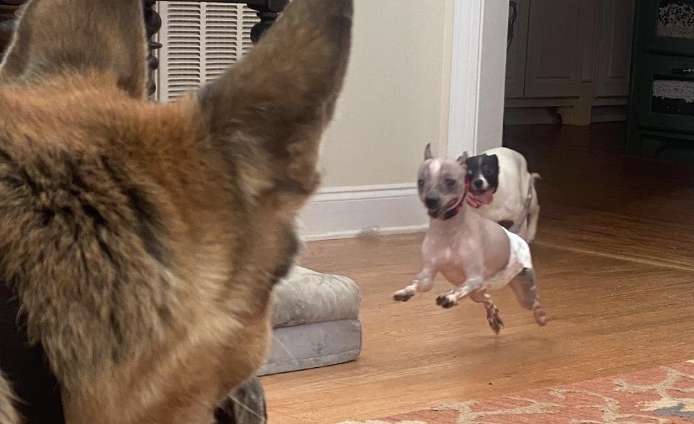 Enlarge Otter, a Adoptable Chinese Crested Dog in Hartwell, GA image 2/3