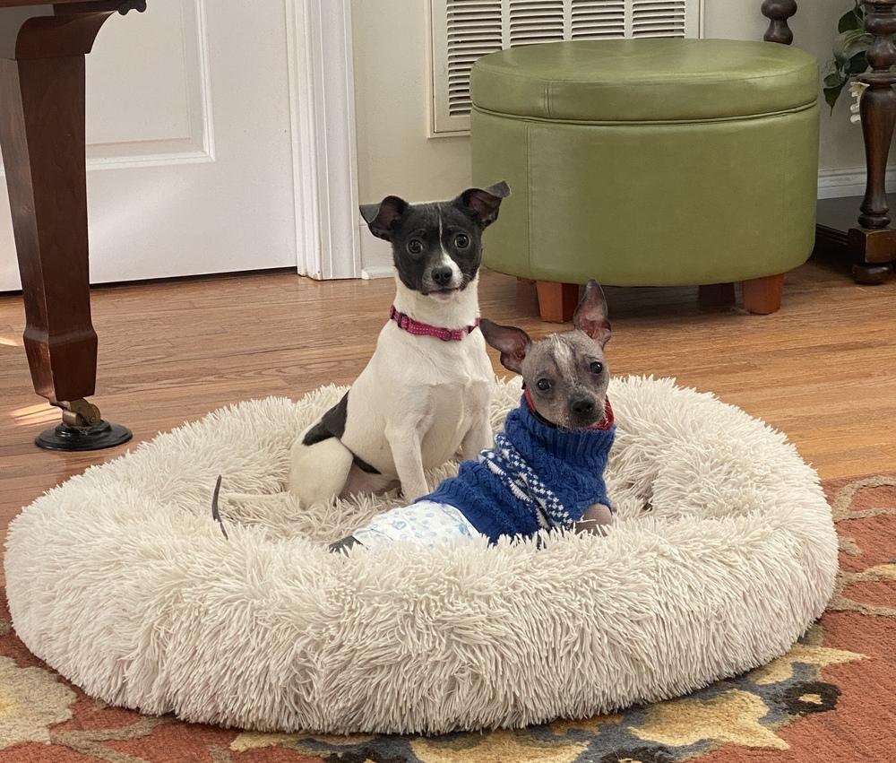 Enlarge Otter, a Adoptable Chinese Crested Dog in Hartwell, GA image 3/3