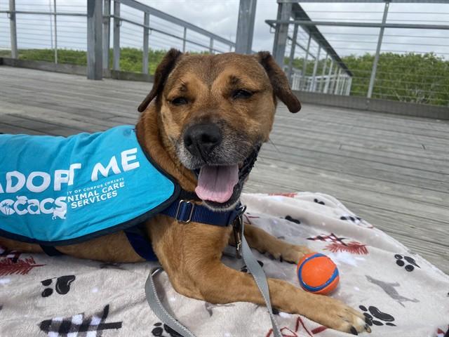 PIPER SCOUT, Adoptable, Adult Female Cocker Spaniel.