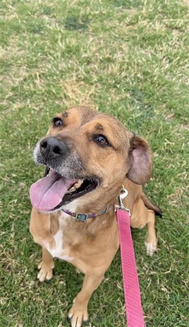 PIPER SCOUT, Adoptable, Adult Female Cocker Spaniel.