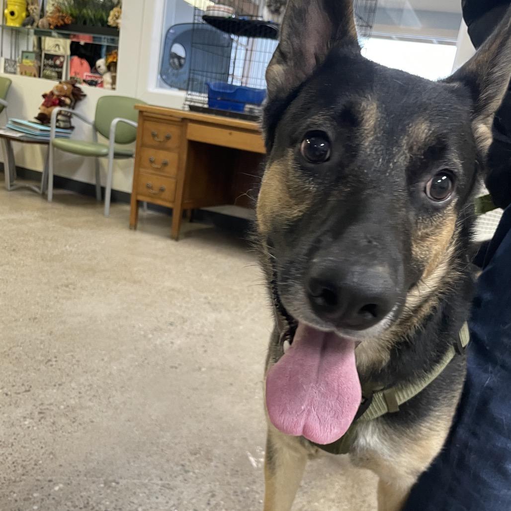 Captain Jack Sparrow, Adoptable, Adult Male German Shepherd Dog & Mixed Breed.