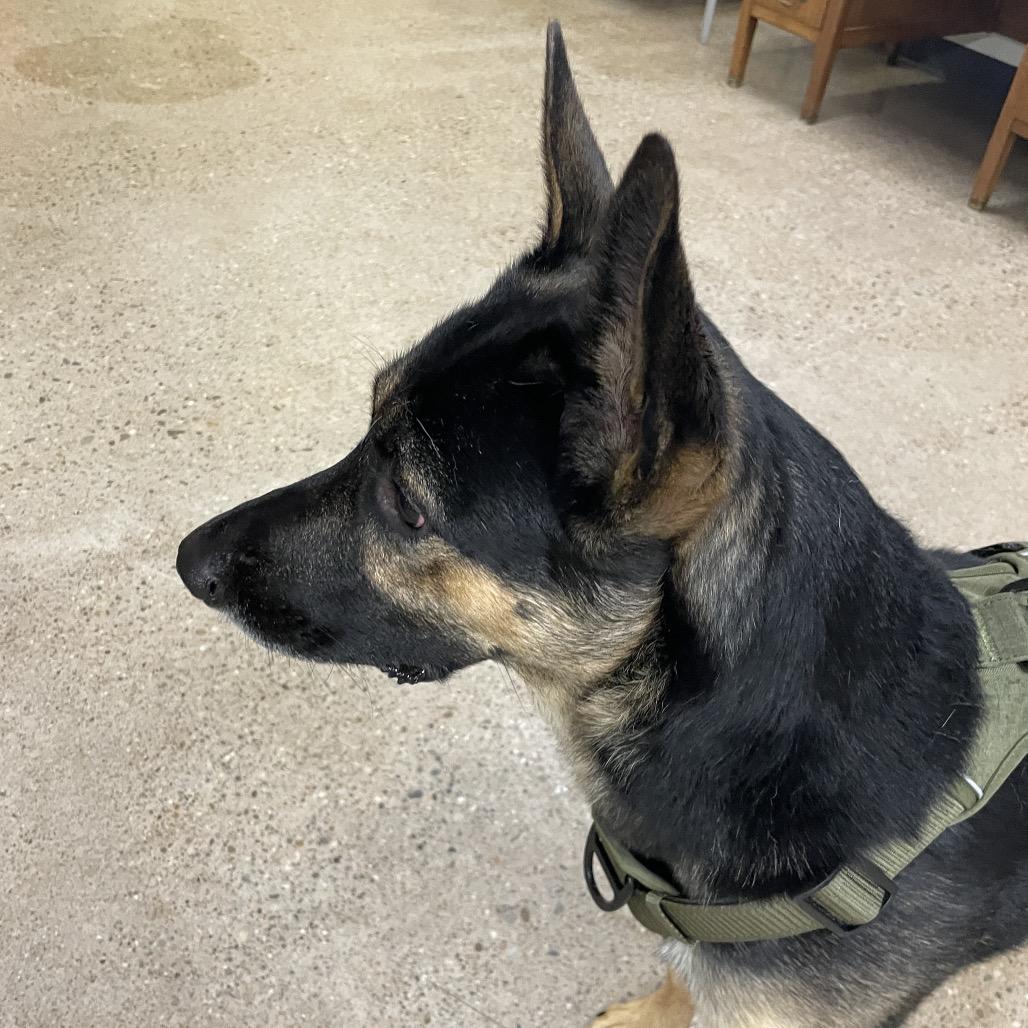 Captain Jack Sparrow, a Adoptable mixed breed in South Haven, MI image 2/6