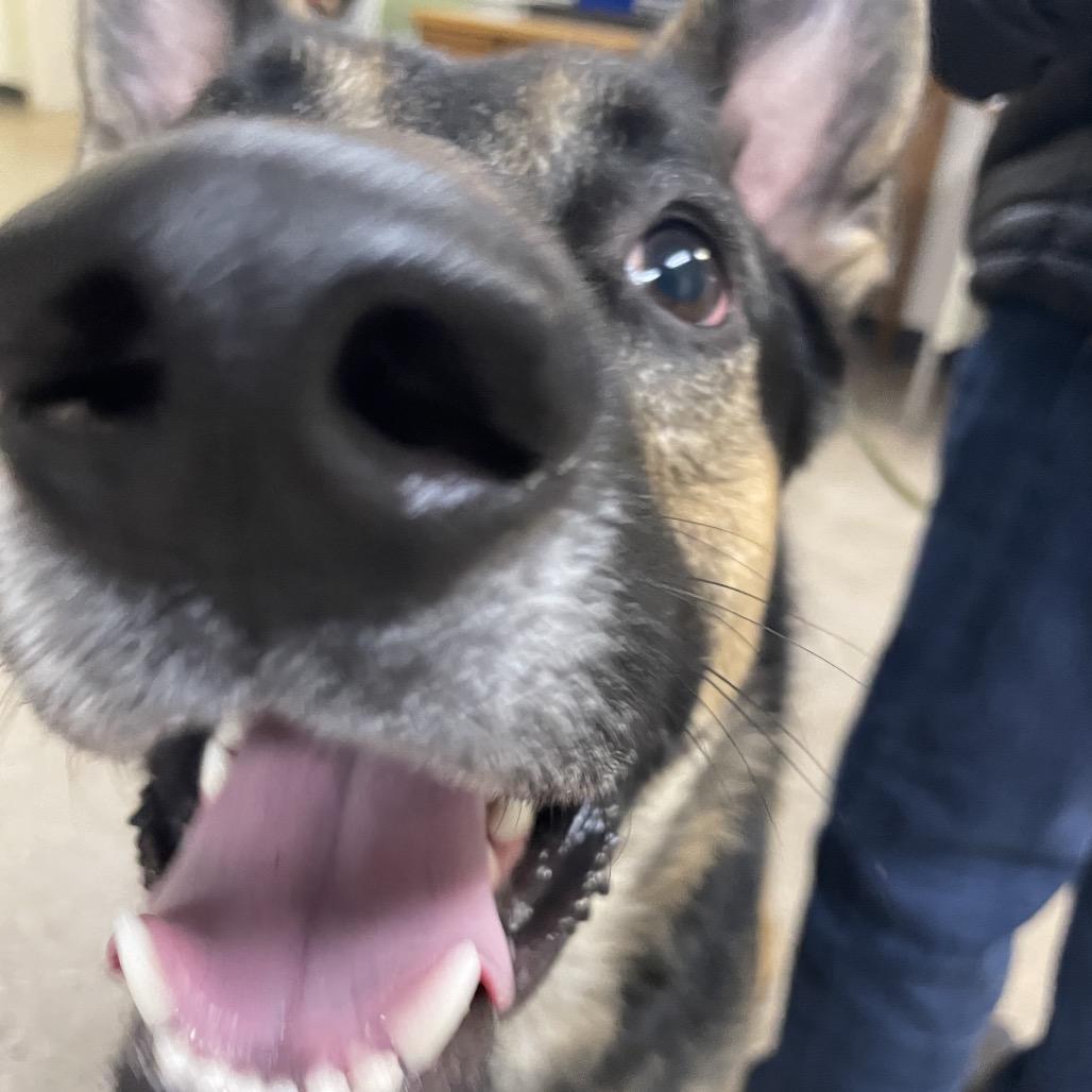 Captain Jack Sparrow, a Adoptable mixed breed in South Haven, MI image 4/6