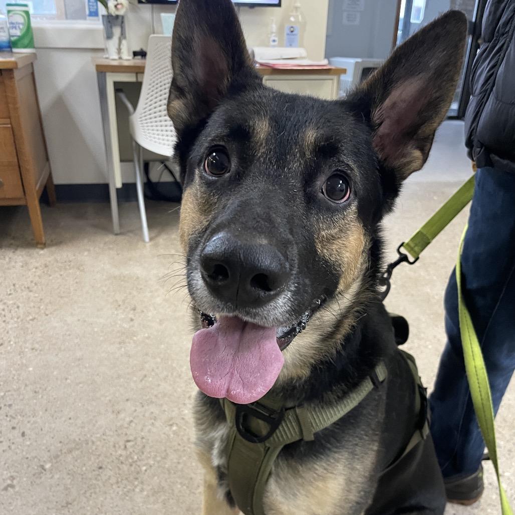 Captain Jack Sparrow, a Adoptable mixed breed in South Haven, MI image 5/6