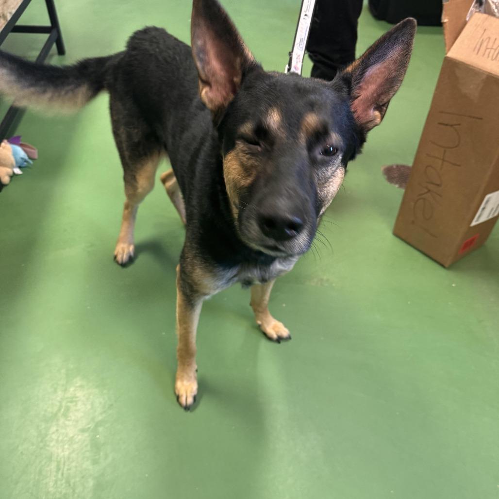 Captain Jack Sparrow, a Adoptable mixed breed in South Haven, MI image 6/6