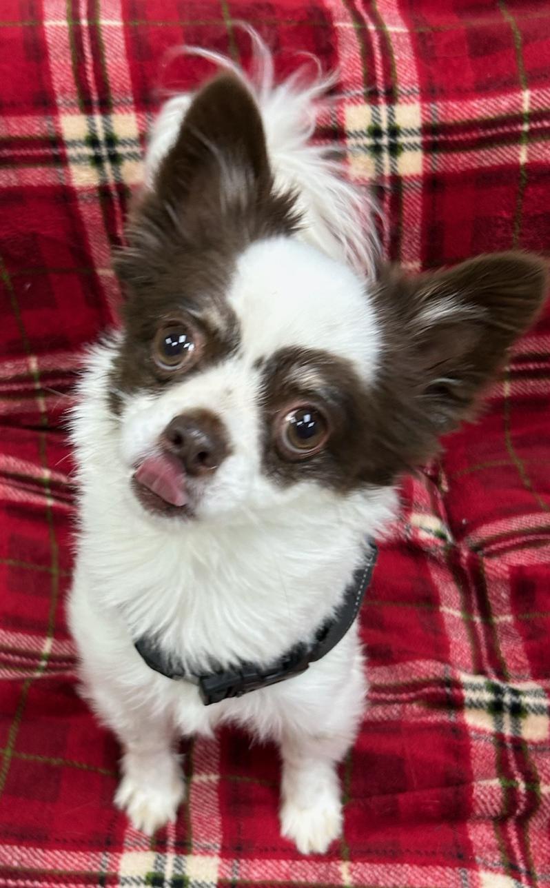 Rocky, Adoptable, Adult Male Chihuahua.