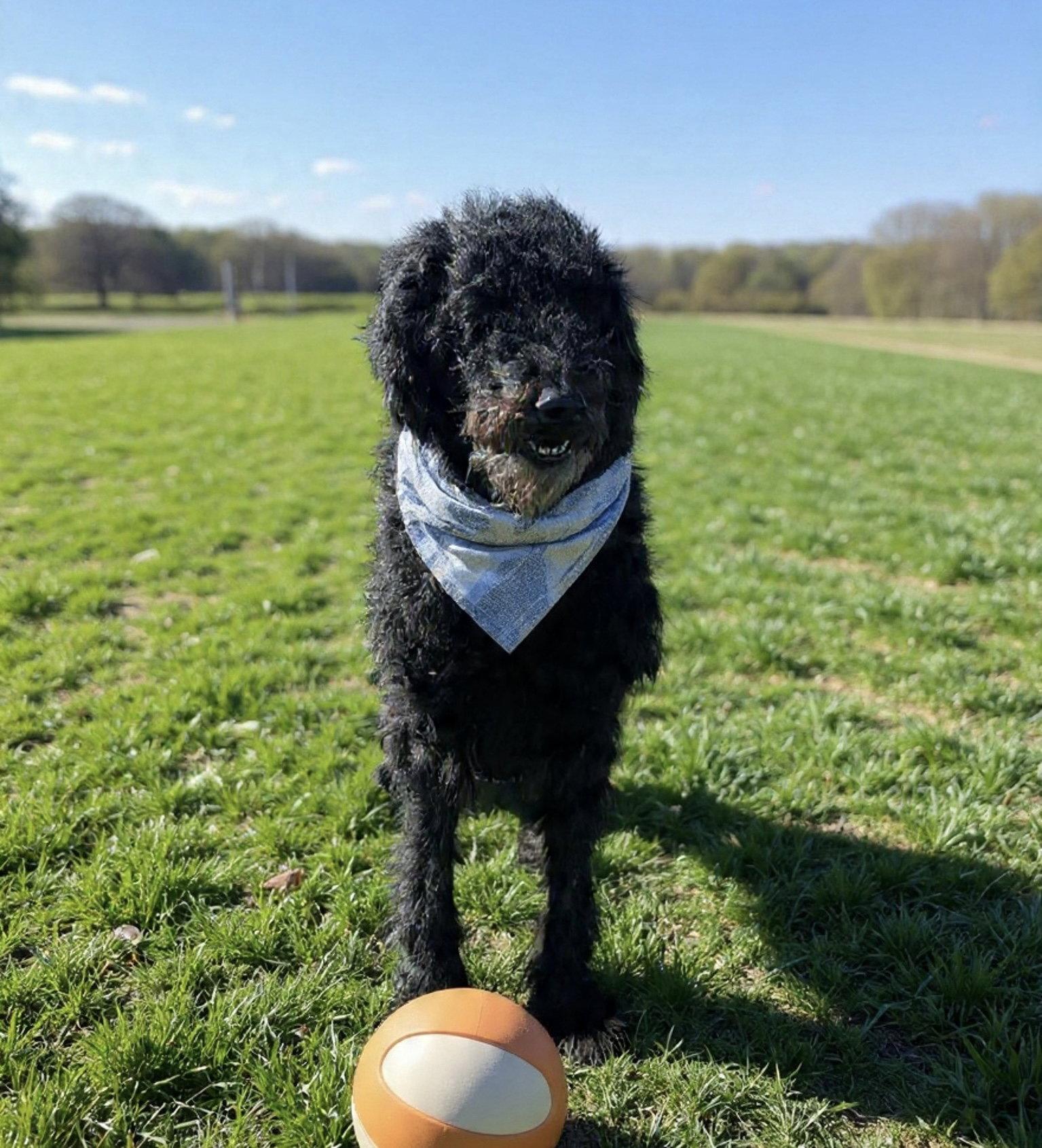 Sophia, a Adoptable Standard Poodle in Westwood, NJ image 1/3
