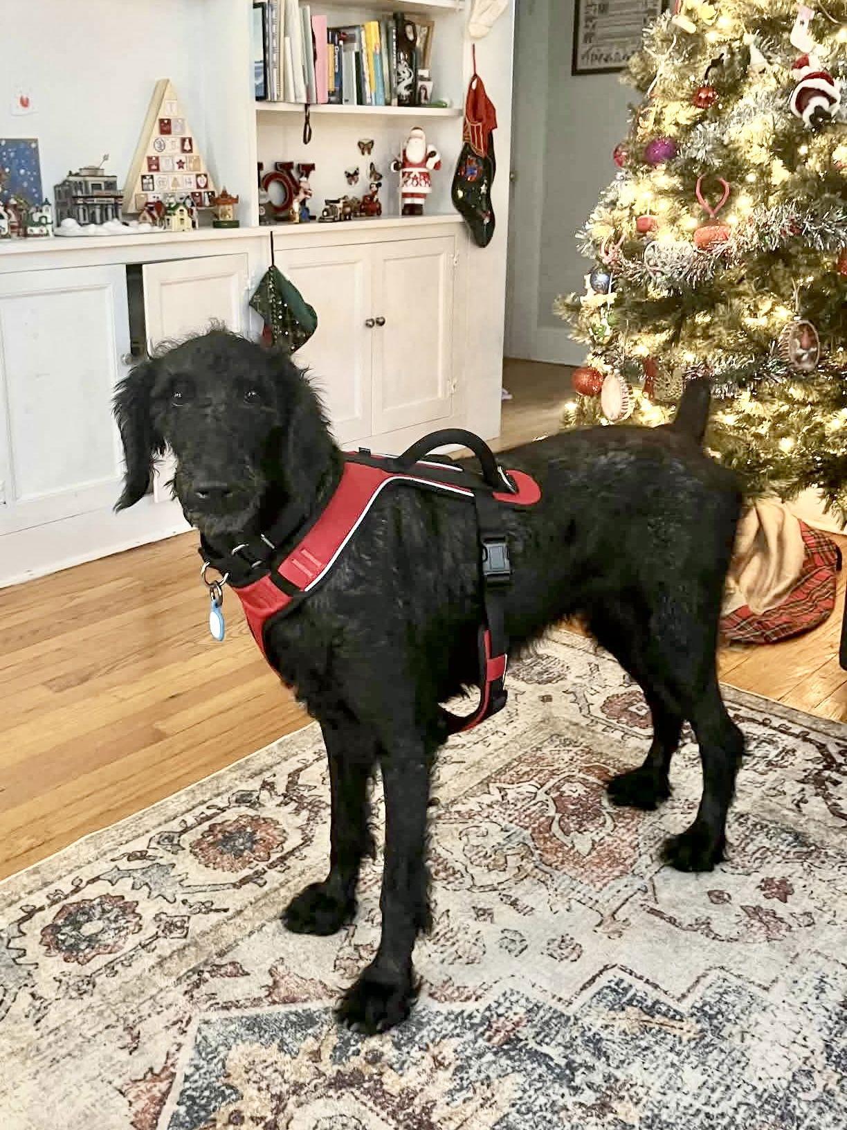 Sophia, a Adoptable Standard Poodle in Westwood, NJ image 2/3