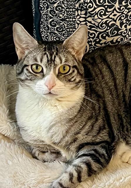 Lucy, ADOPTABLE, Adult Female Domestic Short Hair.