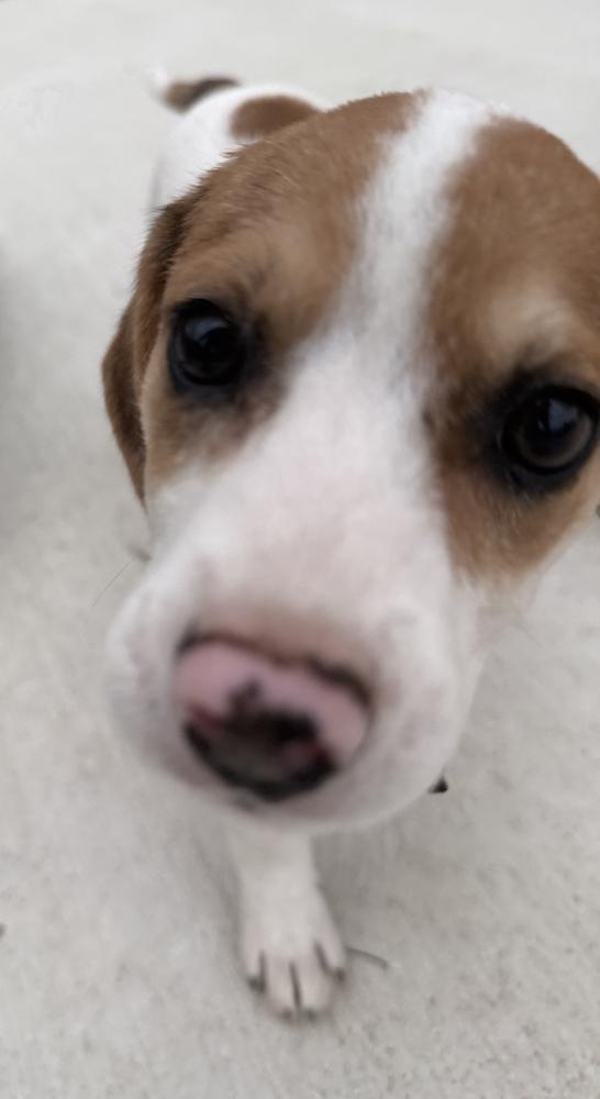 Rolo, Adopted, Puppy Female Dachshund & Beagle.